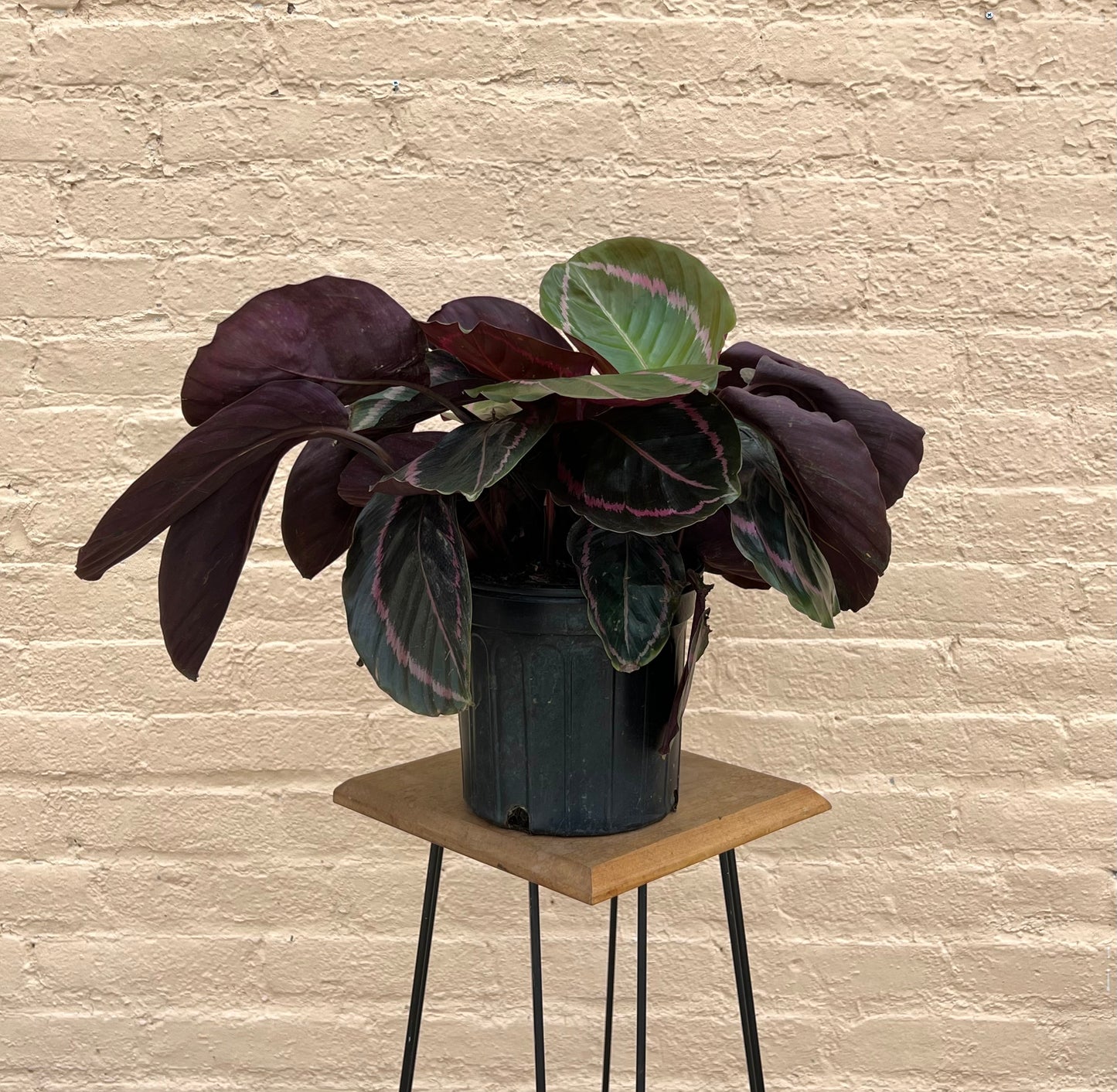 Calathea roseopicta