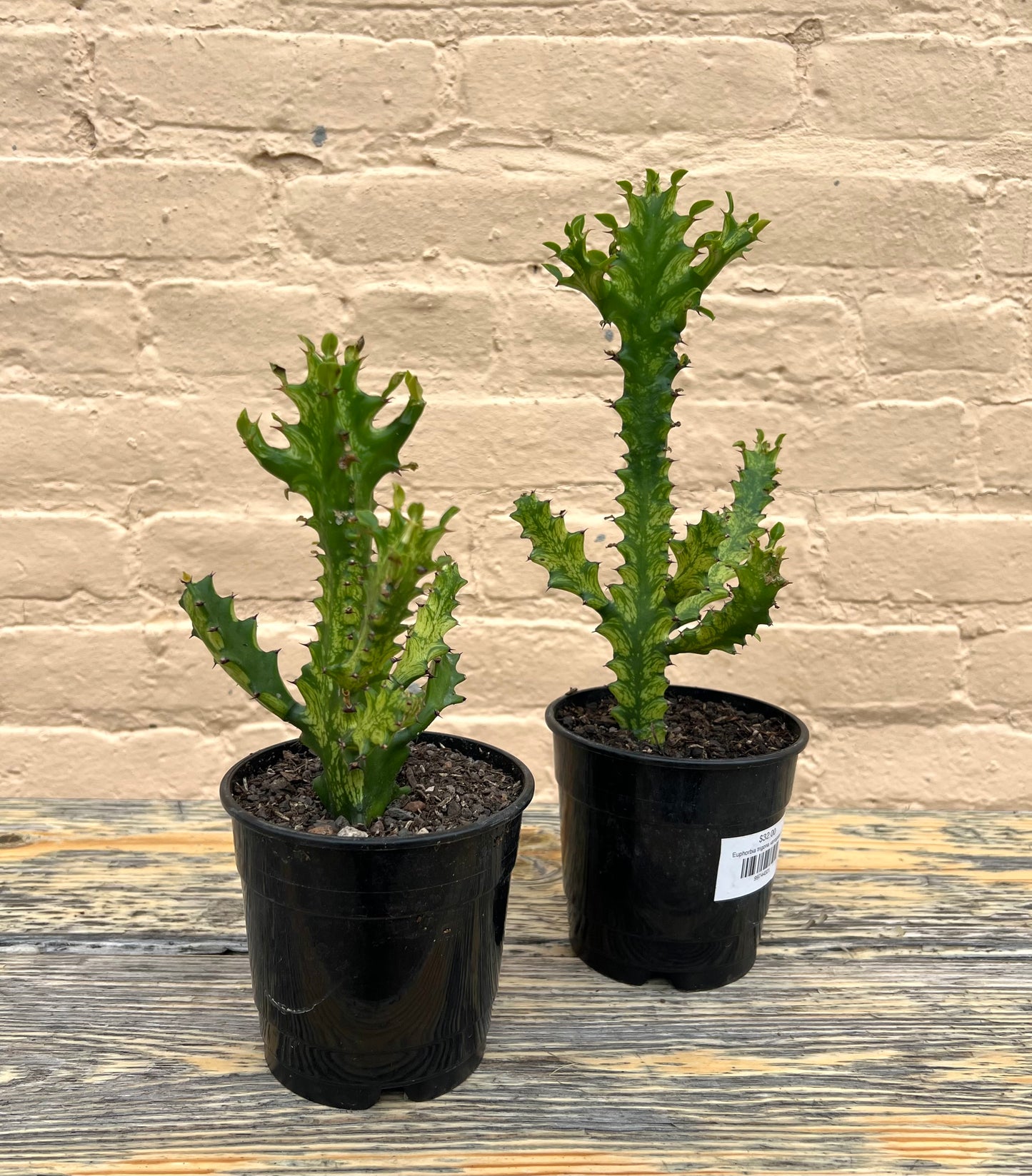Euphorbia trigona variegated