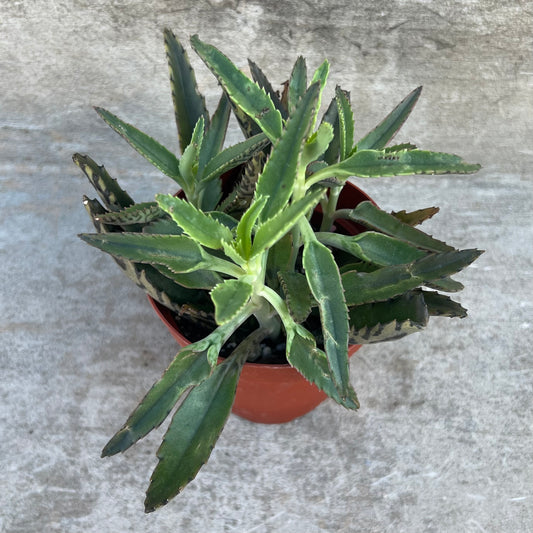 Kalanchoe daigremontiana 'Mother-Of-Thousands'