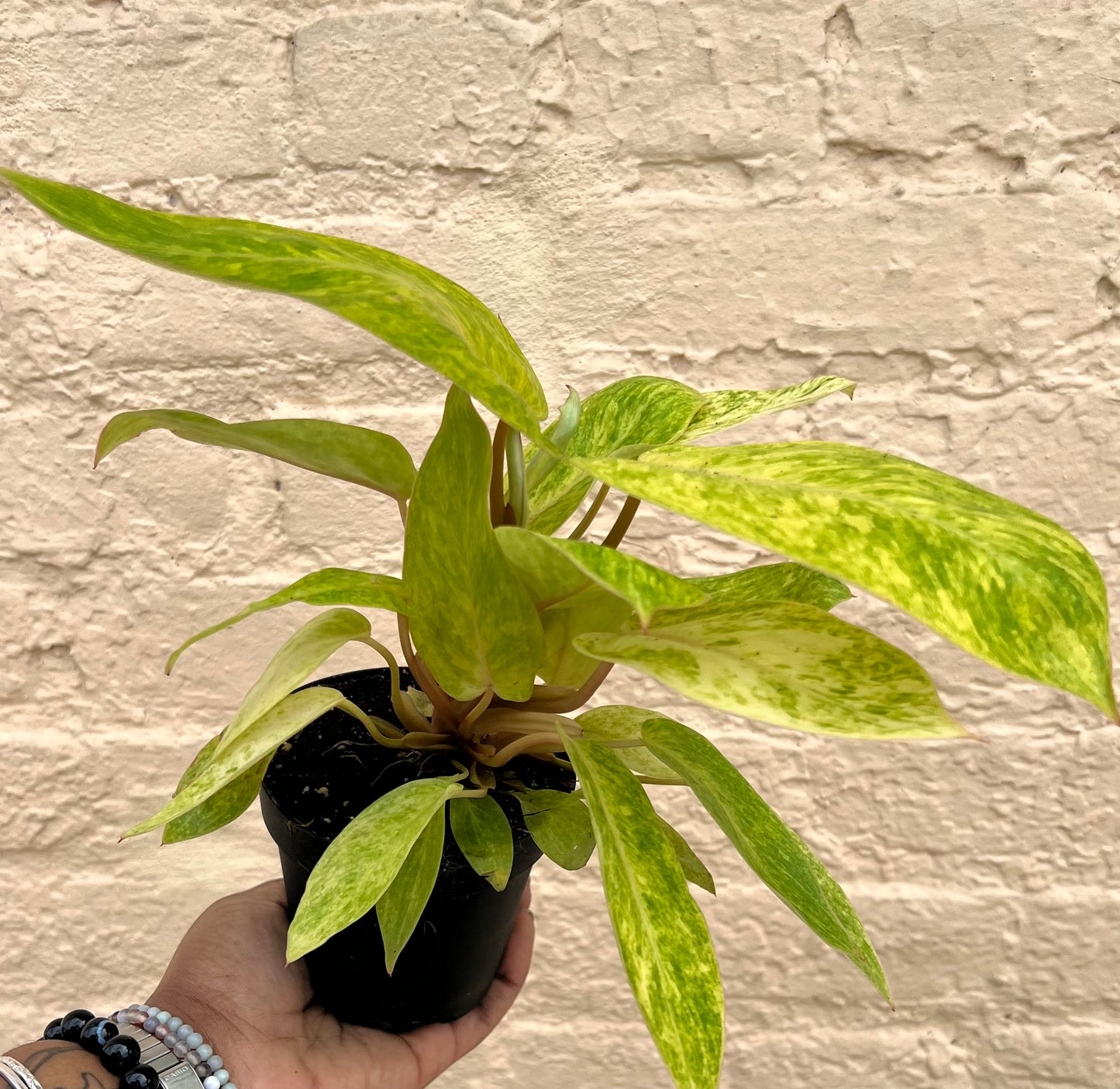 Philodendron Painted Lady