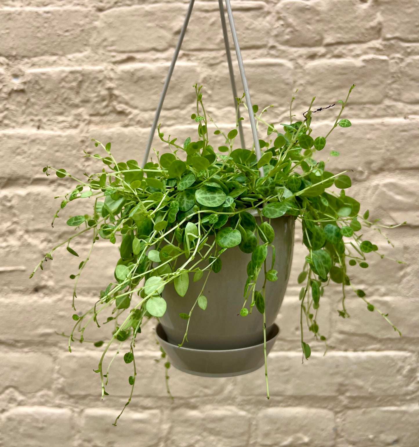 Peperomia prostrata "String of Turtles"