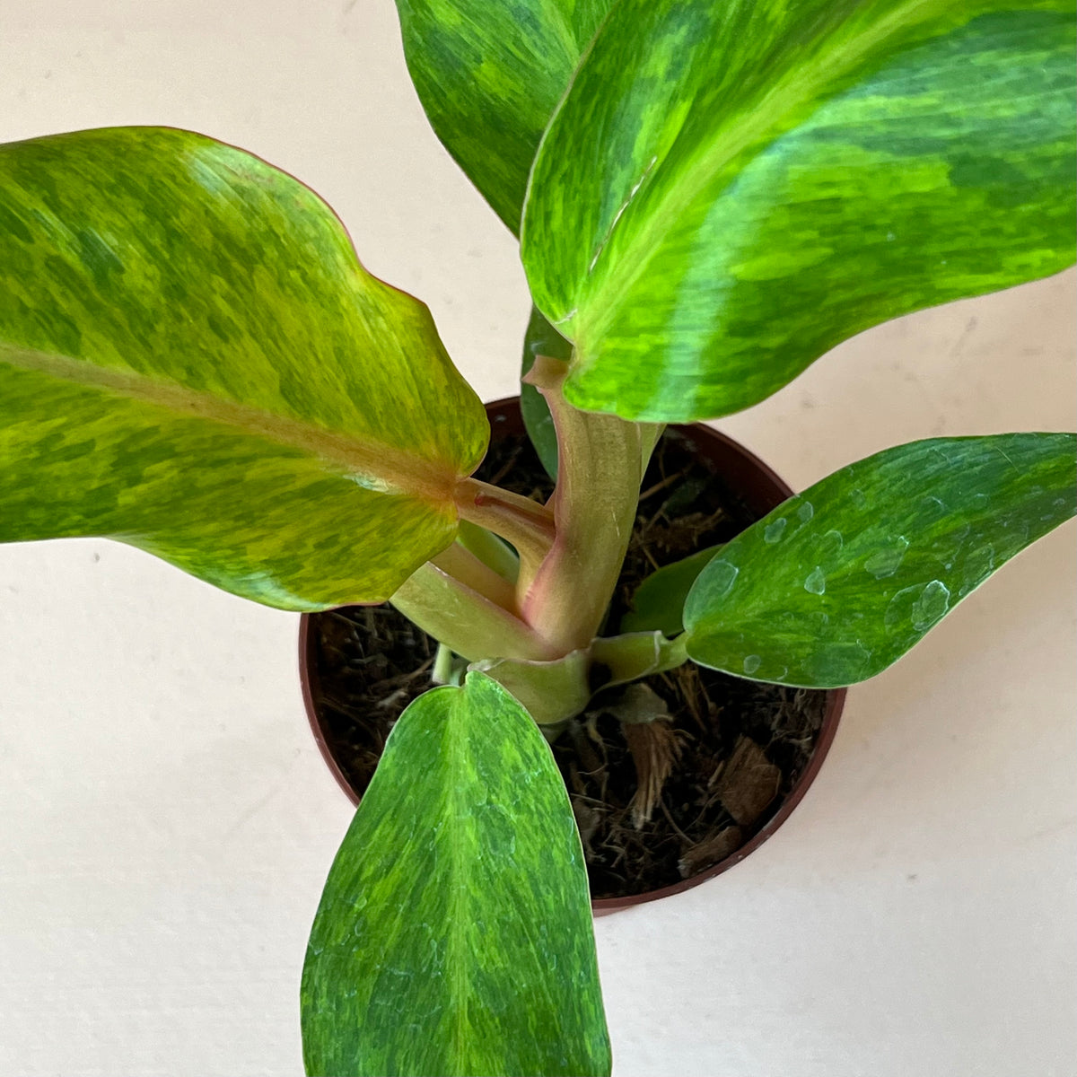 Philodendron 'Orange Marmalade'
