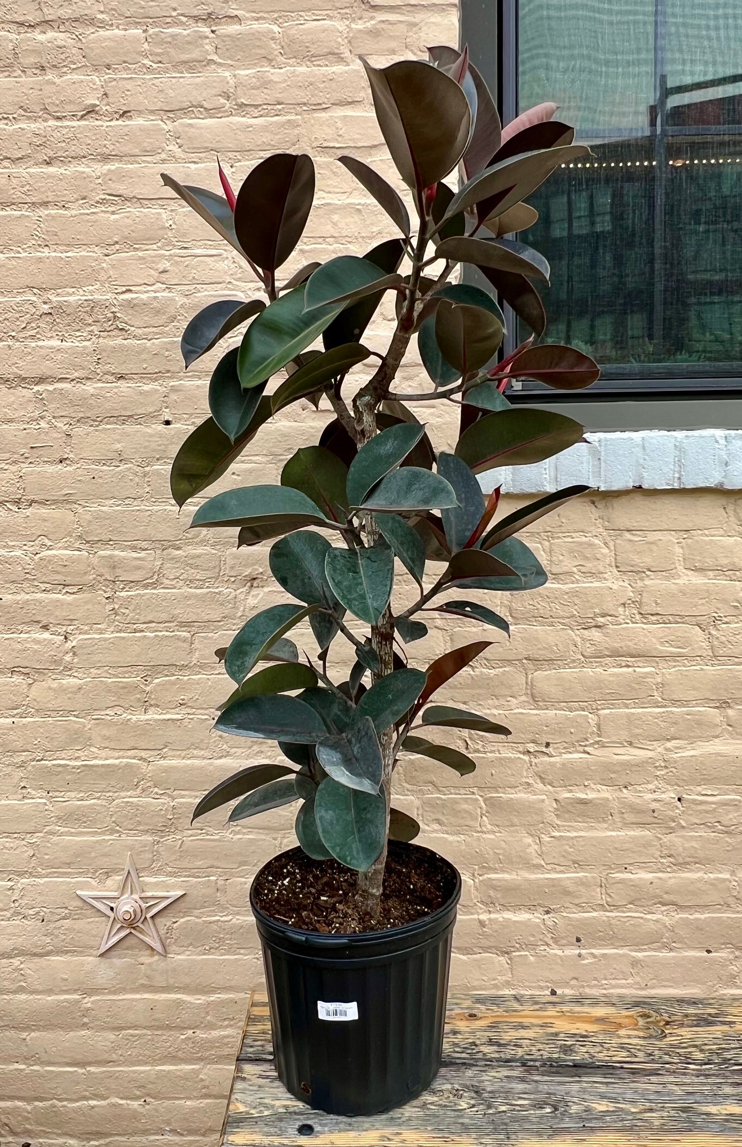 Ficus elastica 'Burgundy'
