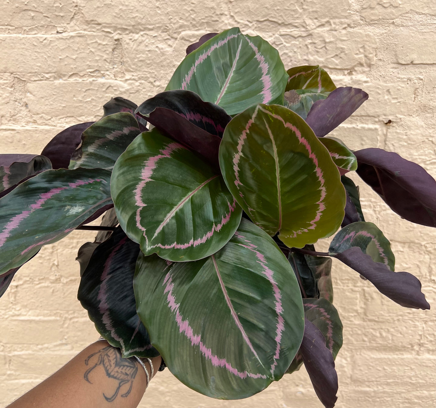 Calathea roseopicta