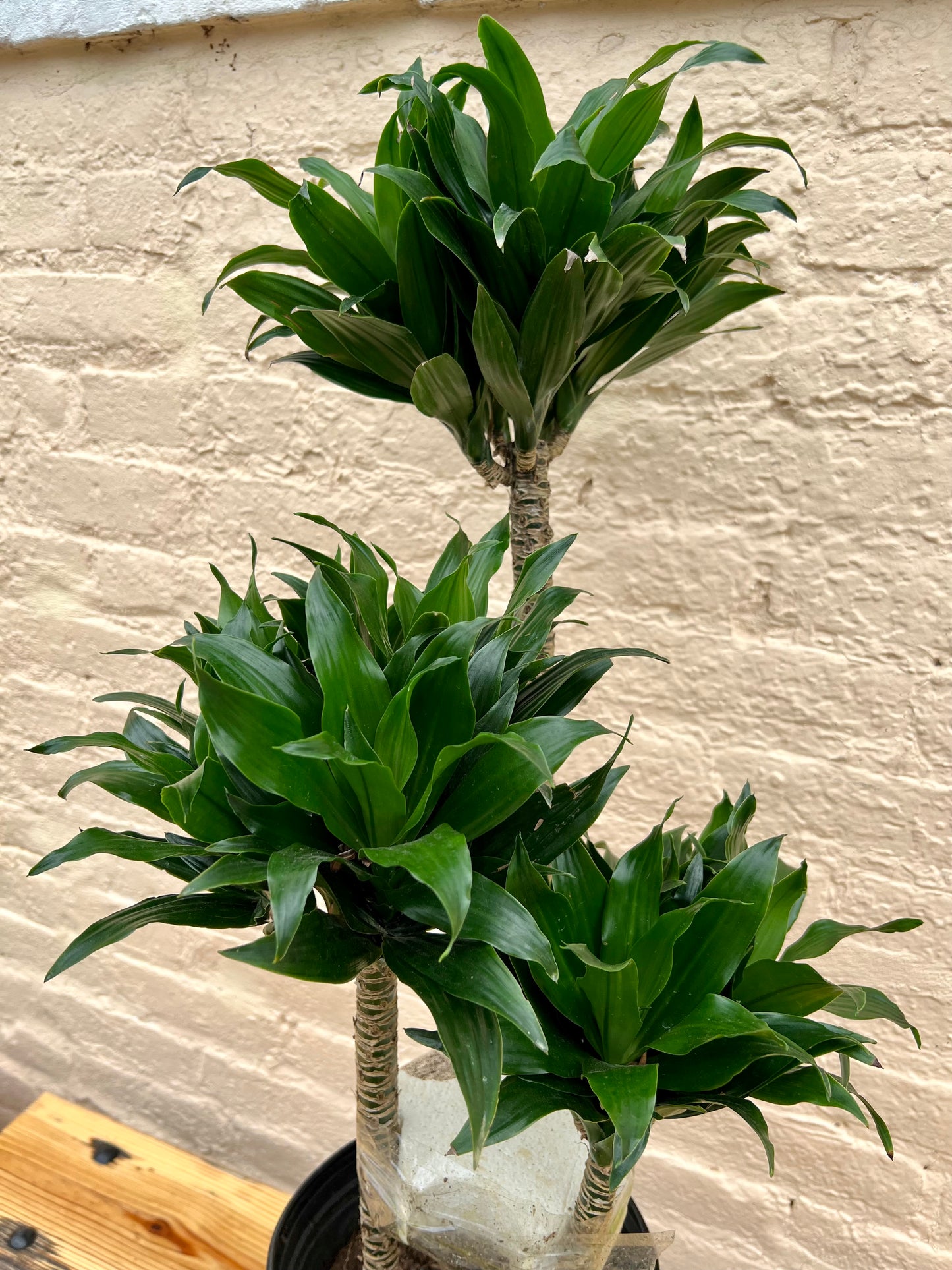 Dracaena fragrans 'JC Compacta Cane'