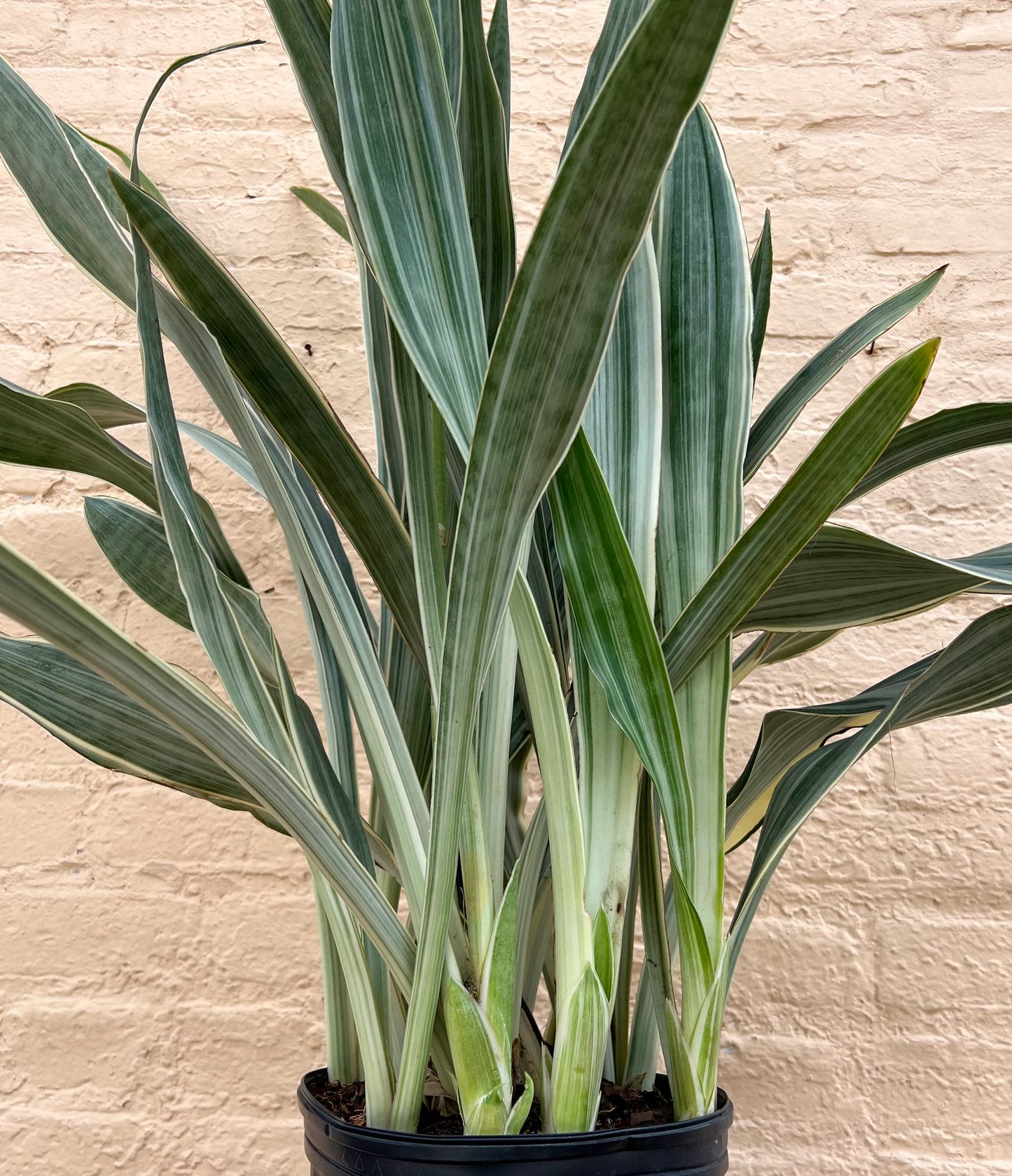 Sansevieria Sayuri