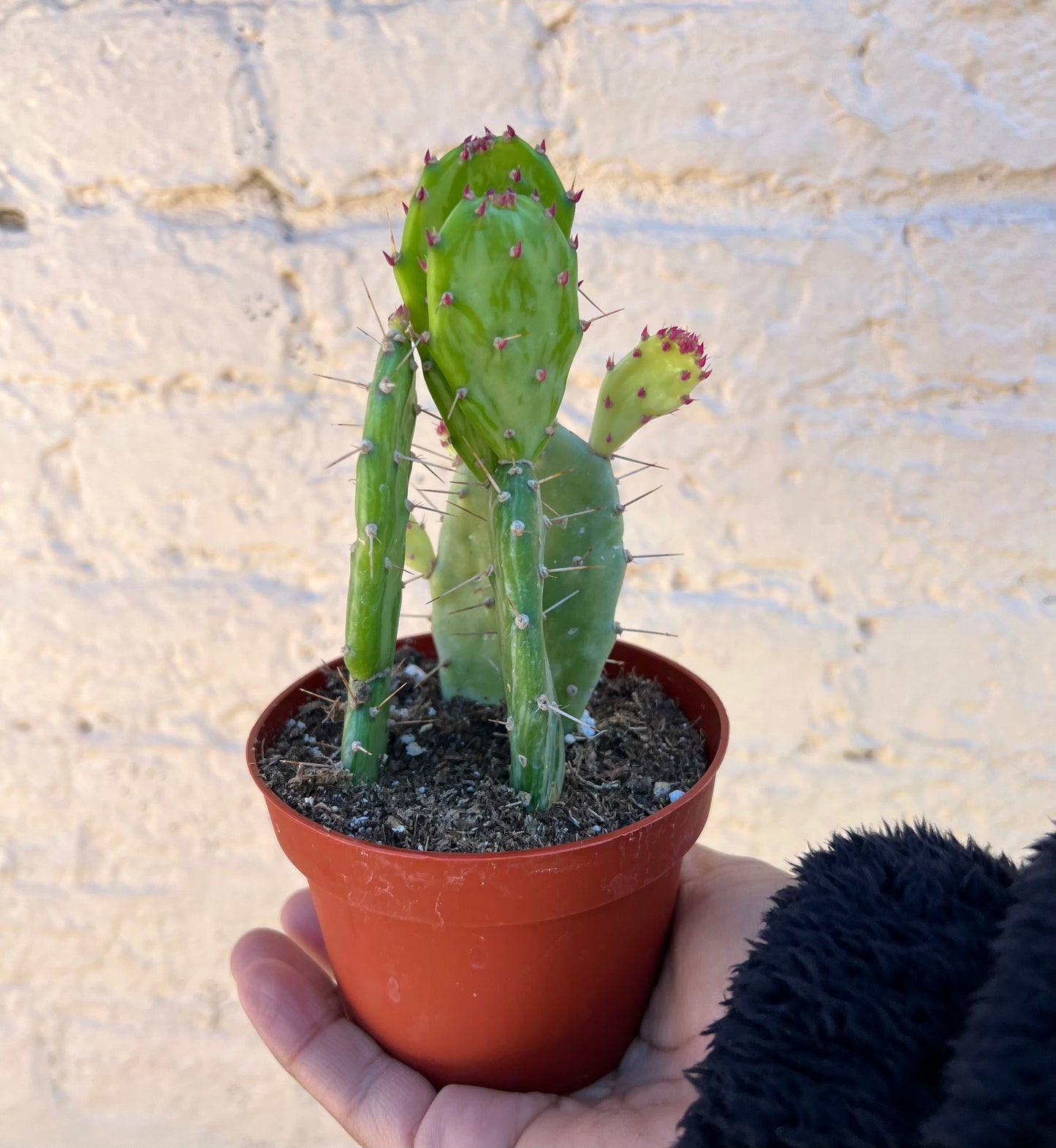Cactus opuntia 'Prickly Pear' Assorted