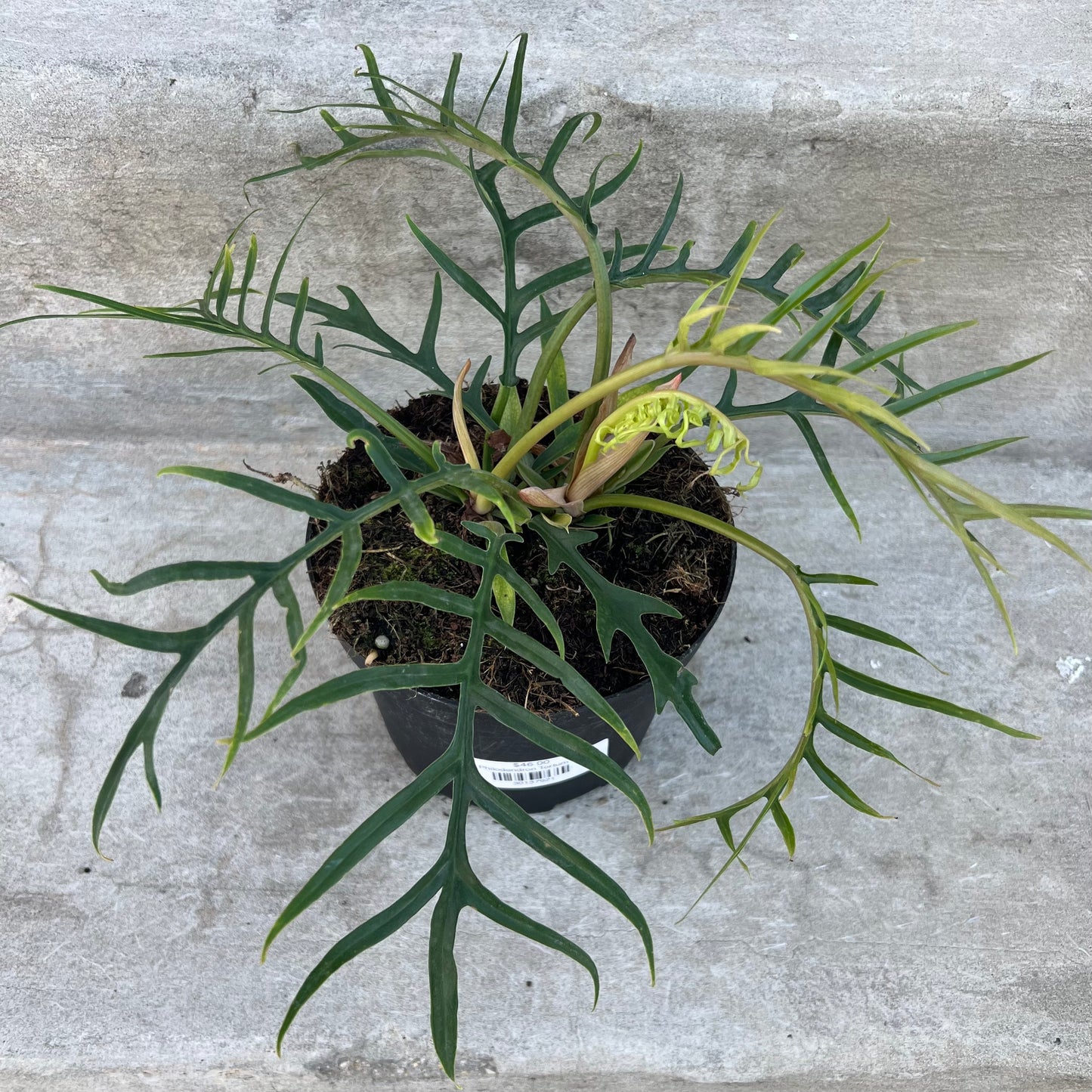 Philodendron Tortum