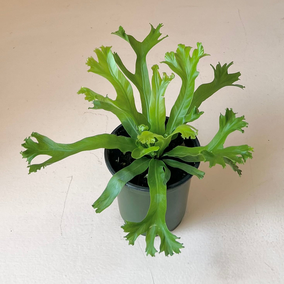 Asplenium 'Birdsnest Fern'