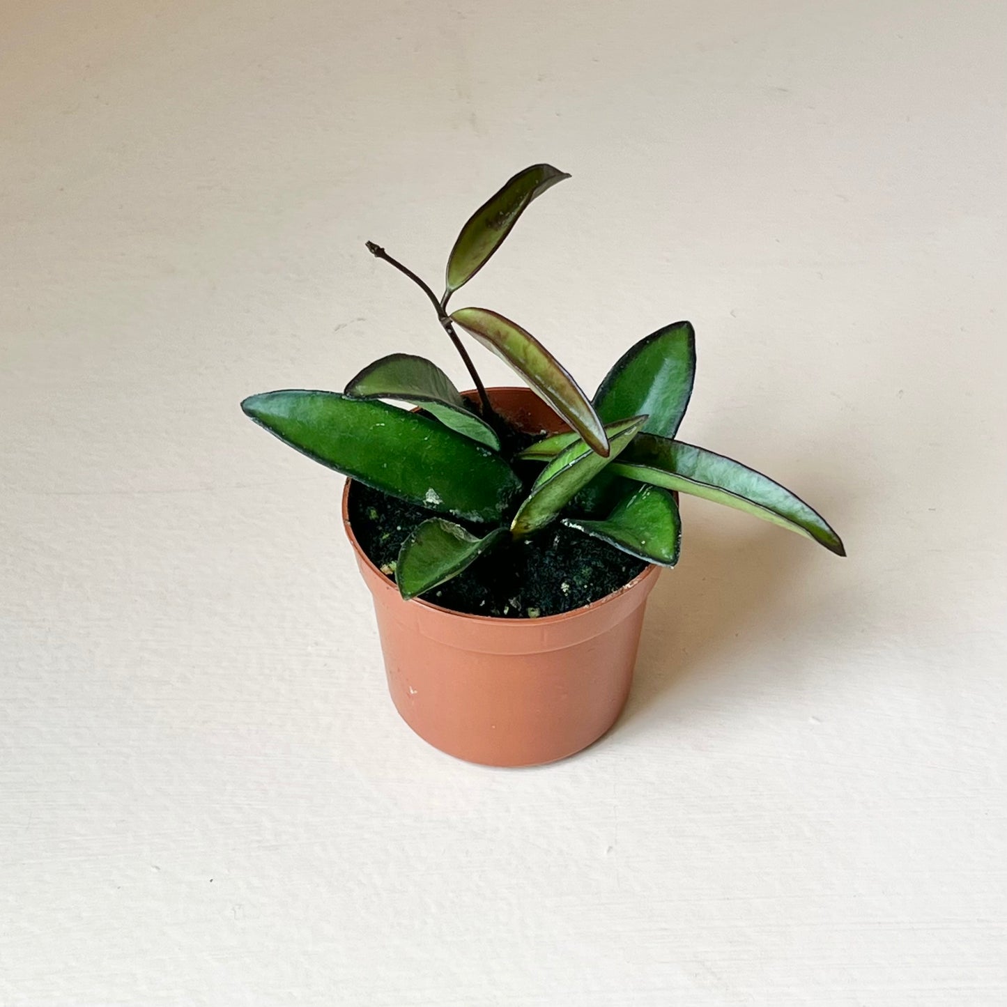 Hoya wayetti