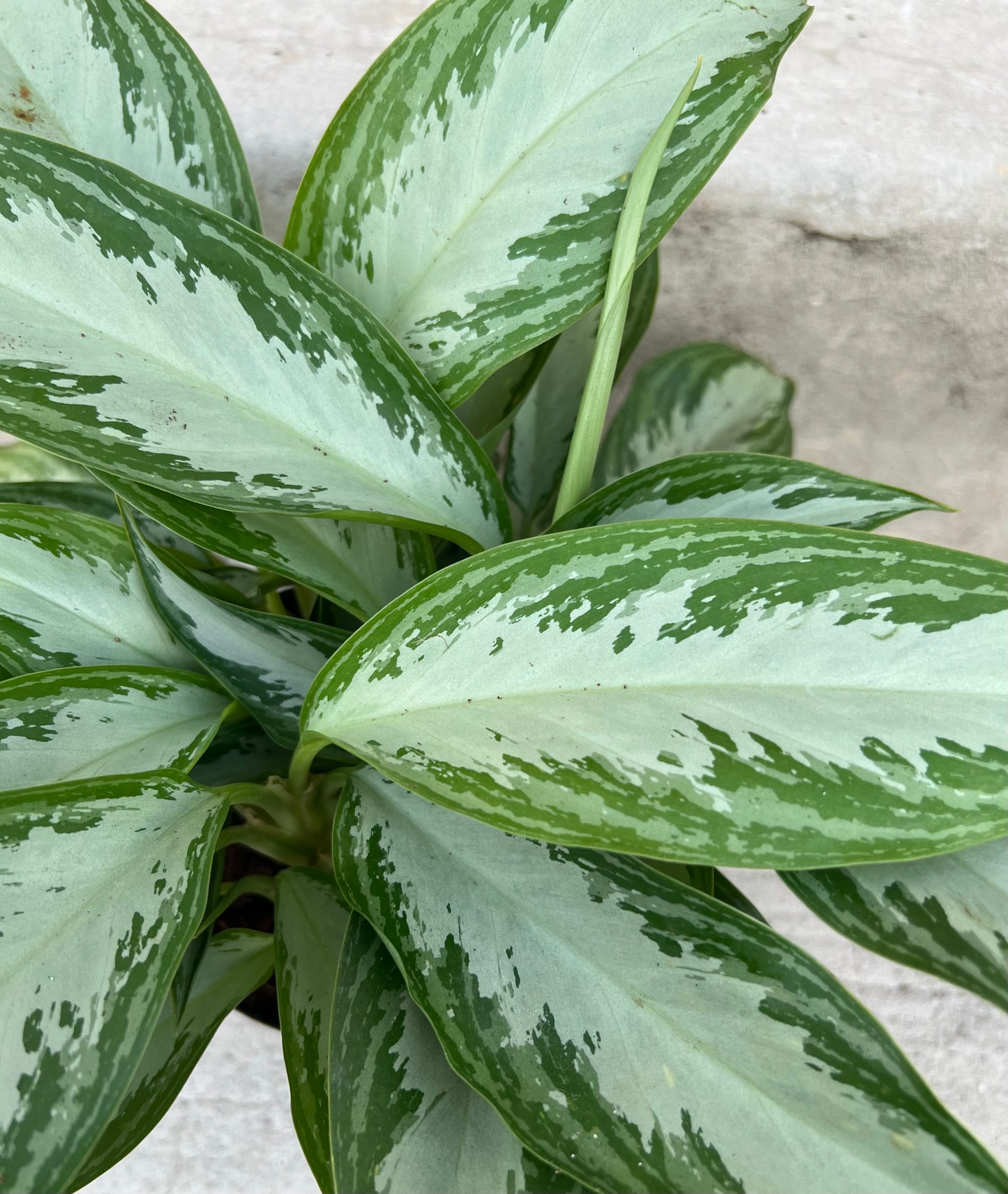 Aglaonema 'Leprechaun'