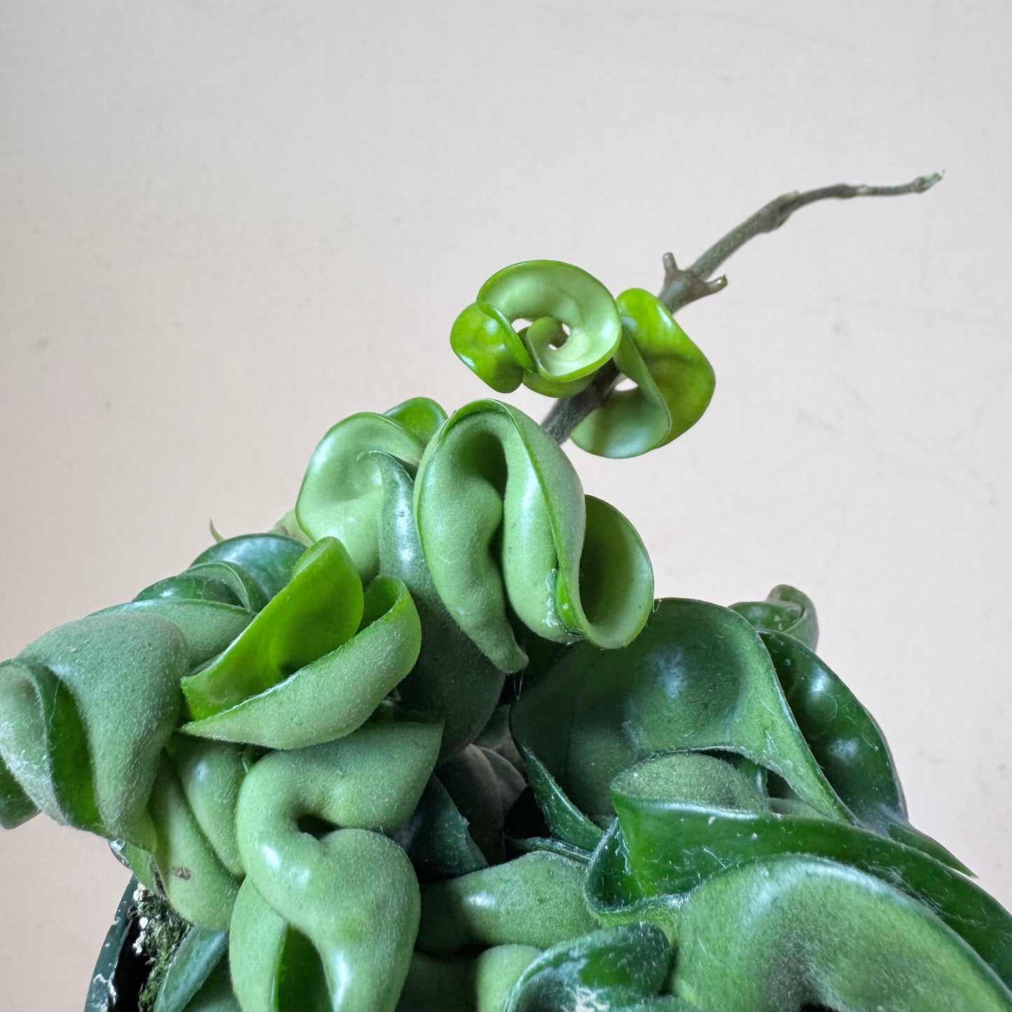 Hoya carnosa compacta 'Rope Hoya'