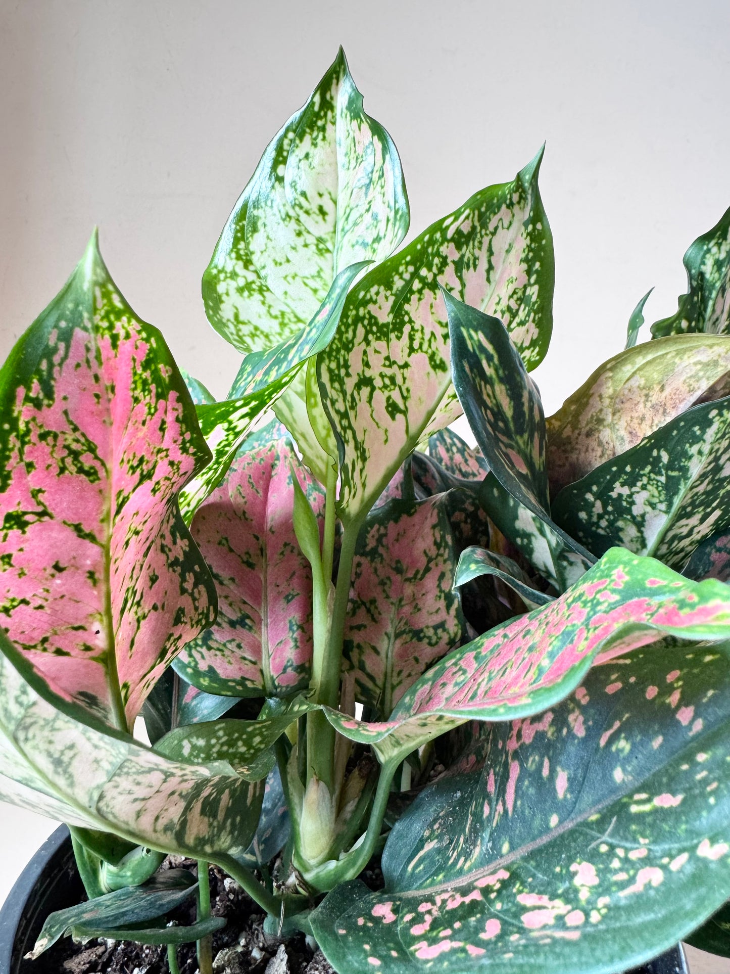 Aglaonema 'Red Valentine'