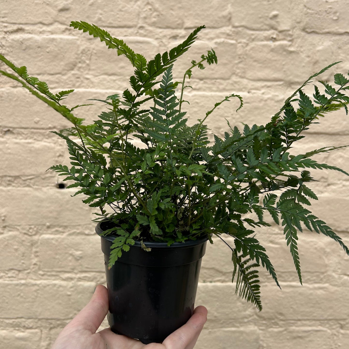 Polystichum tsus-simense 'Korean Rock Fern'