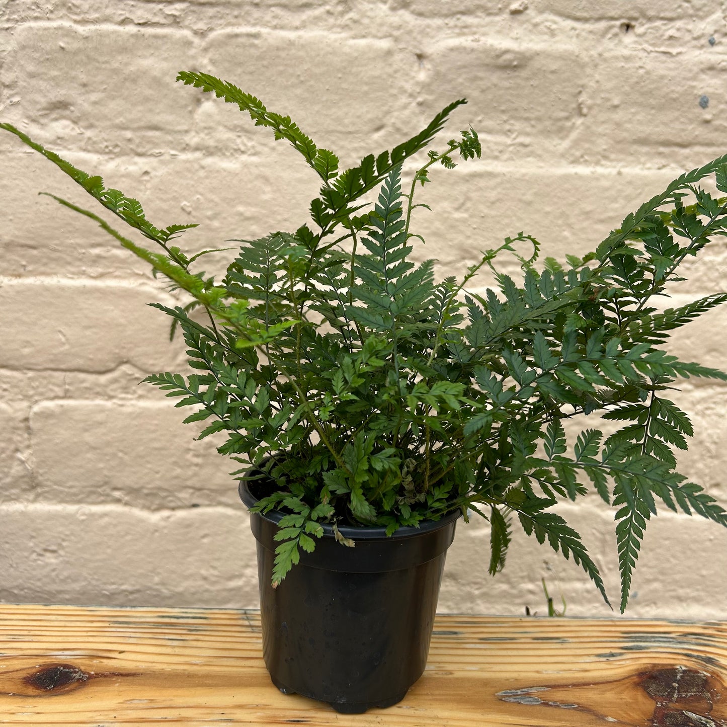 Polystichum tsus-simense 'Korean Rock Fern'