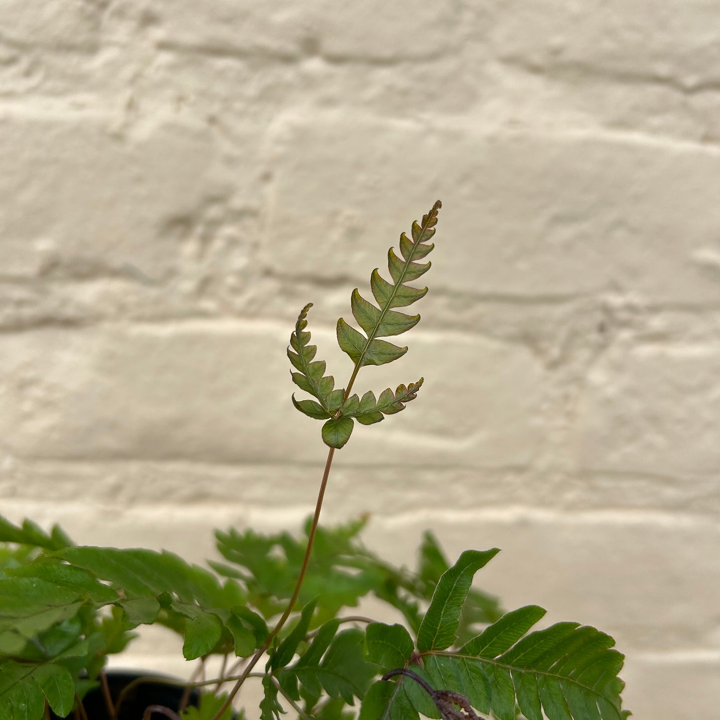 Pteris quadriaurita 'Tricolor Fern'