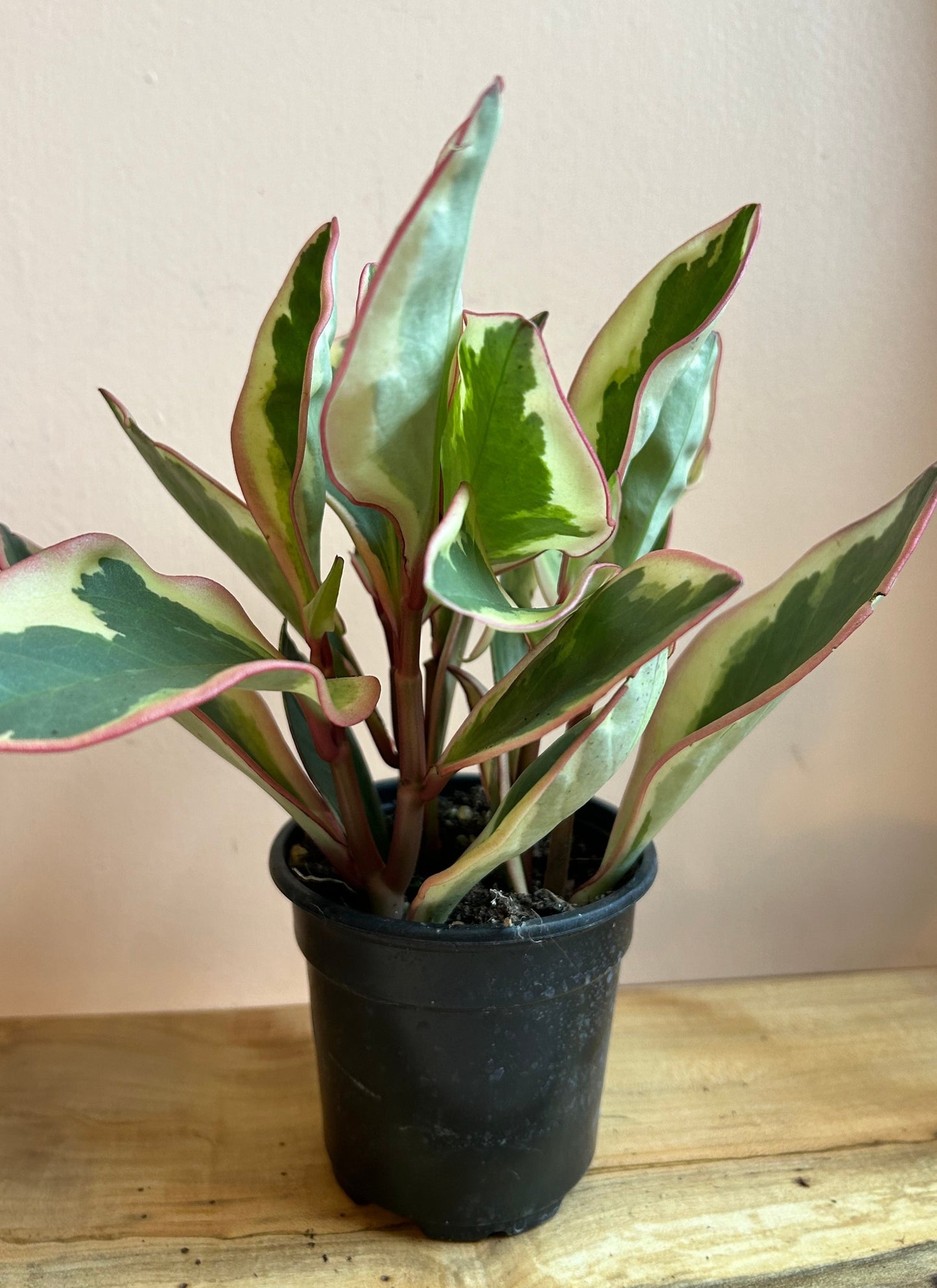 Peperomia clusifolia 'Ginny'