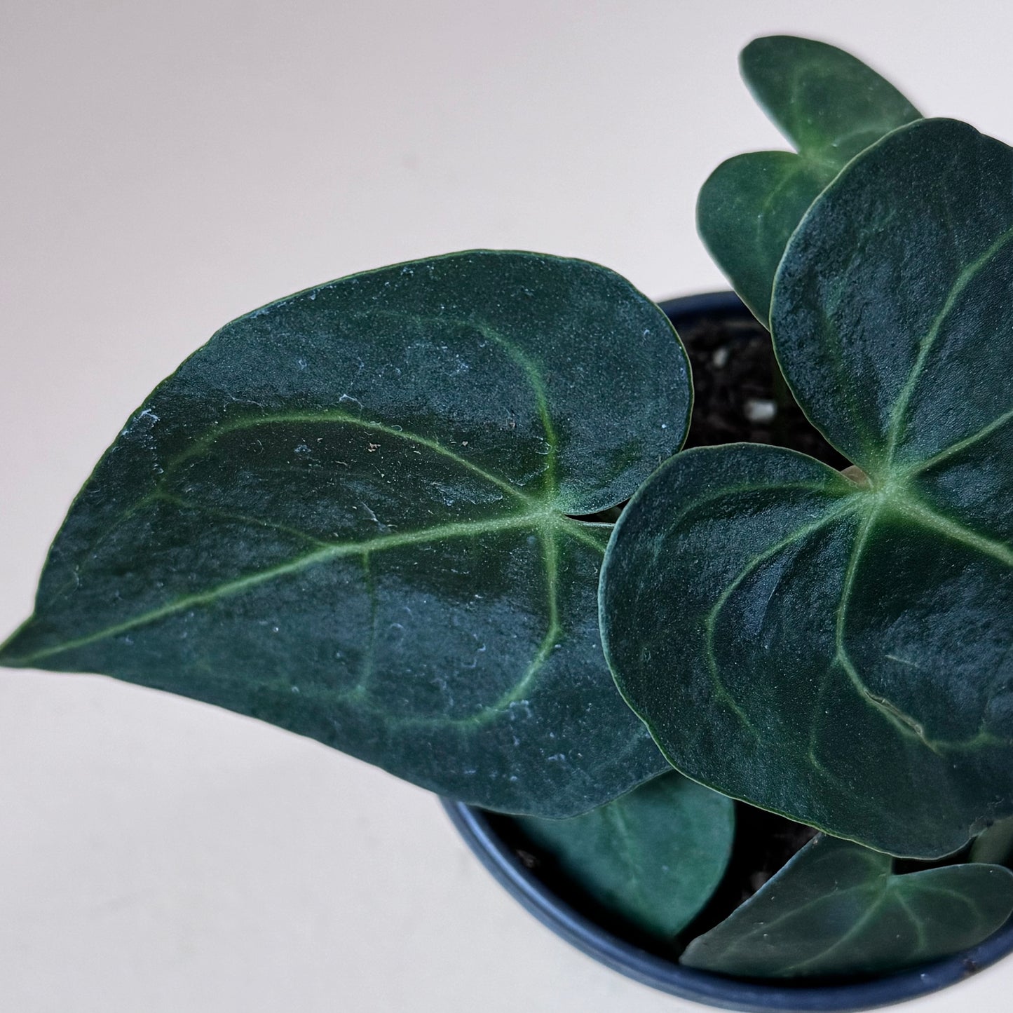 Anthurium Clarinervium Hybrid