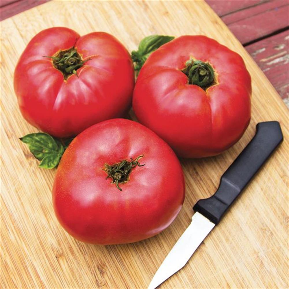 Brandywine Tomato Plant