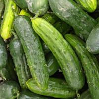 Cucumber 'Slicing' Plant