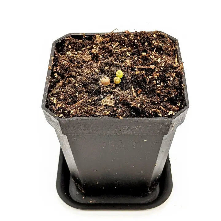 Plantflix Seeds: Lithops Mix (Living Stone) Seeds