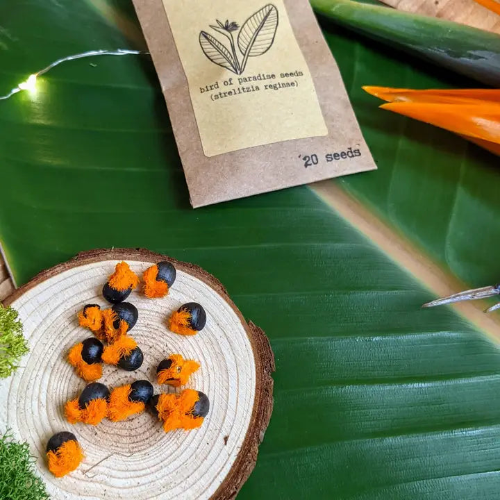 Plantflix Seeds: Strelitzia 'Bird of Paradise' Seeds | Strelitzia Reginae (orange)