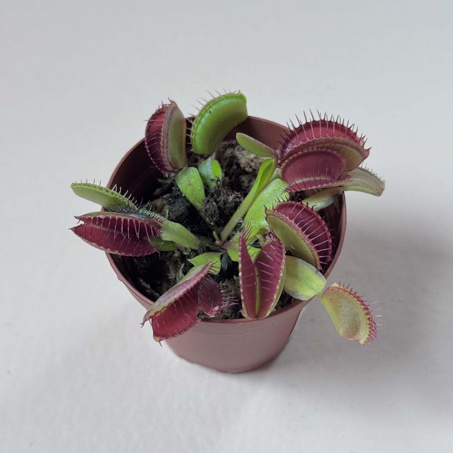 Dionaea muscipula 'Akai Ryu/Red Dragon'