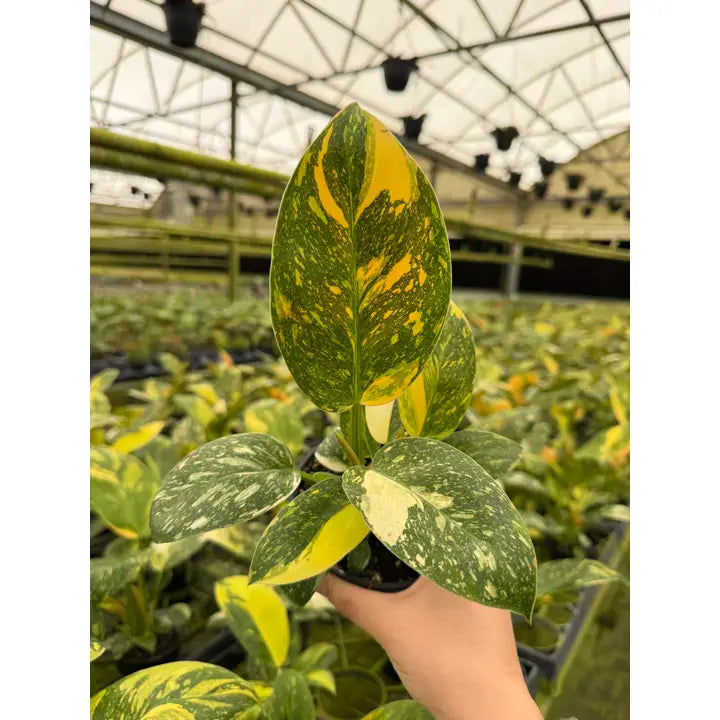 Philodendron Congo Nuclear