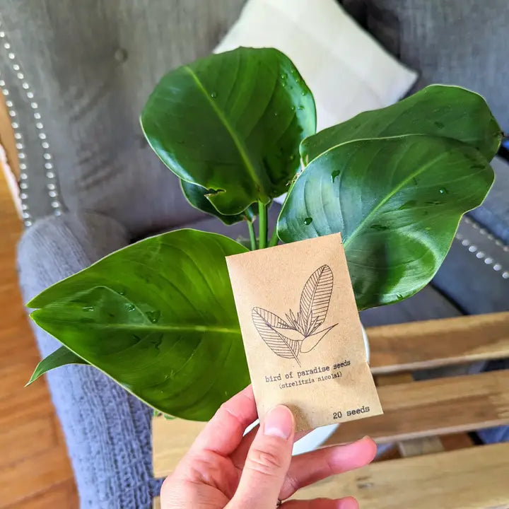 Plantflix Seeds: Strelitzia 'Bird of Paradise' Seeds | Strelitzia Reginae (orange)