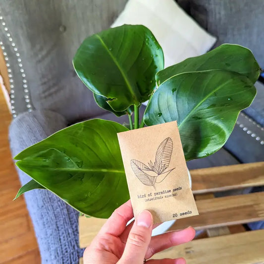 Plantflix Seeds: Strelitzia 'Bird of Paradise' Seeds | Strelitzia Reginae (orange)