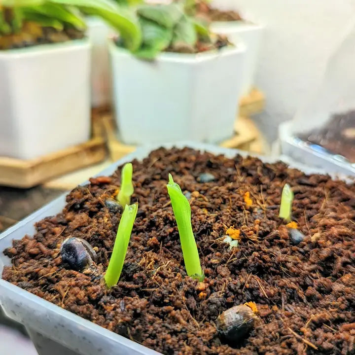 Plantflix Seeds: Strelitzia 'Bird of Paradise' Seeds | Strelitzia Reginae (orange)