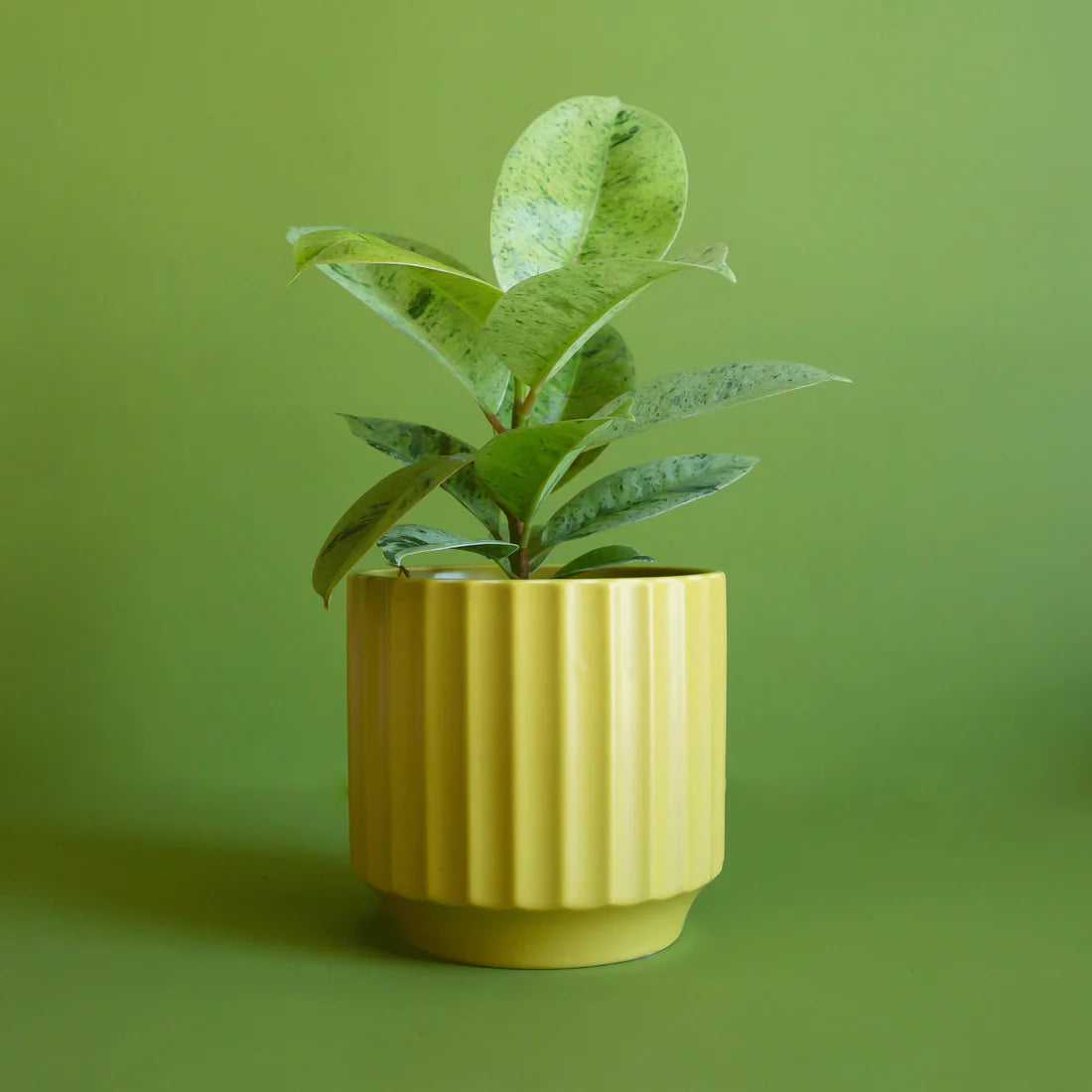 Monroe Planter | 3 to 6.75 inch