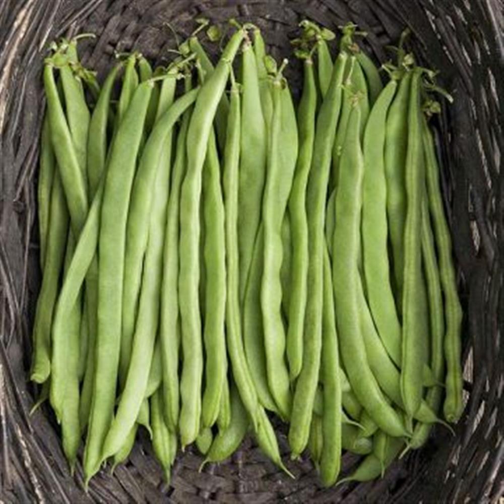 Romano Pole Bean Plant