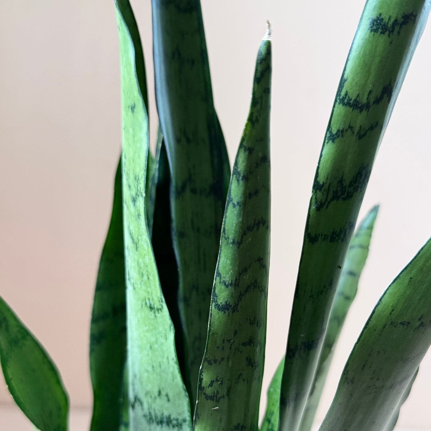 Sansevieria 'Spearmint'