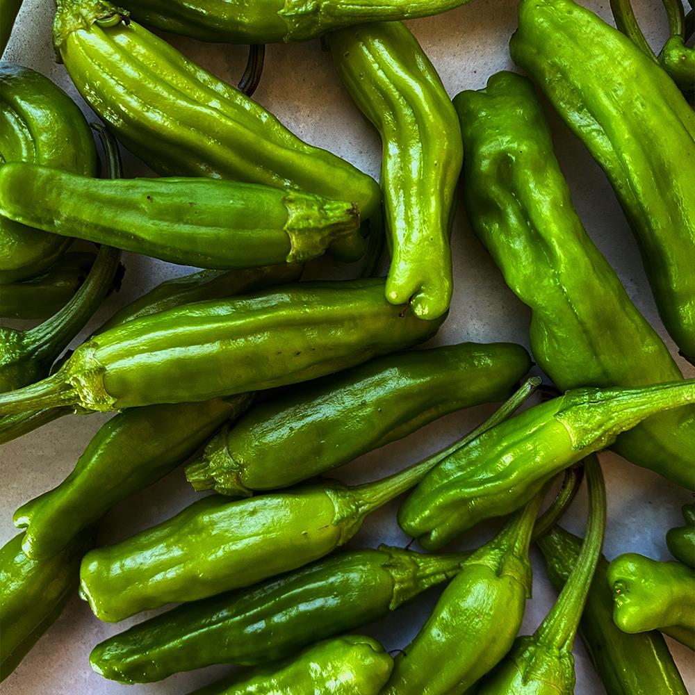 Shishito Pepper Plant