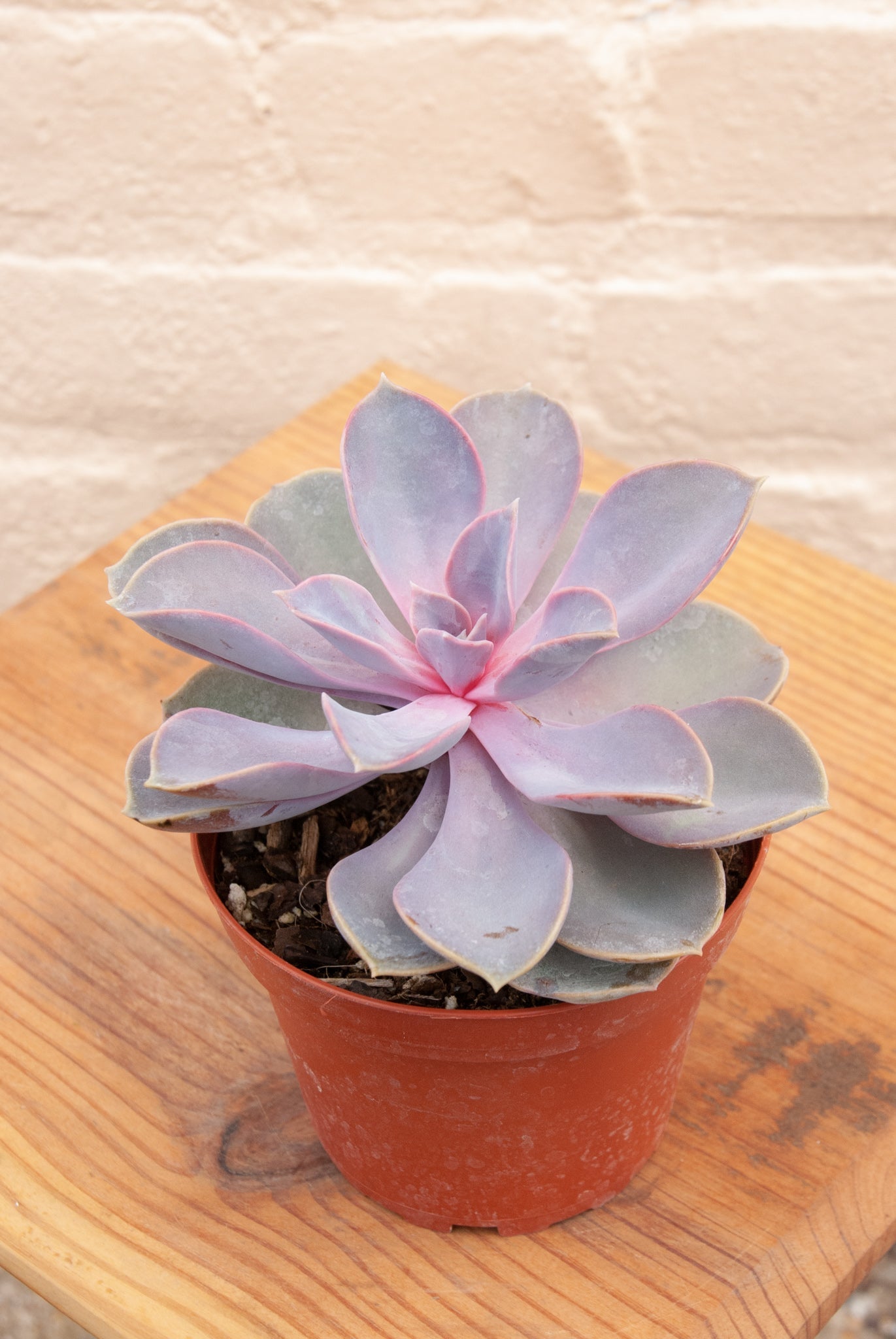 Assorted Succulents (bulk quantities only)