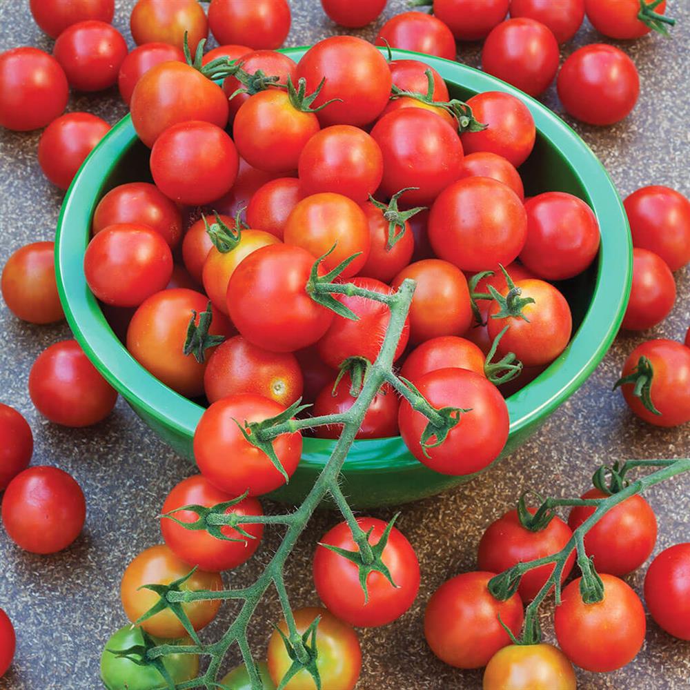 Sweet Cherry Tomato Plant