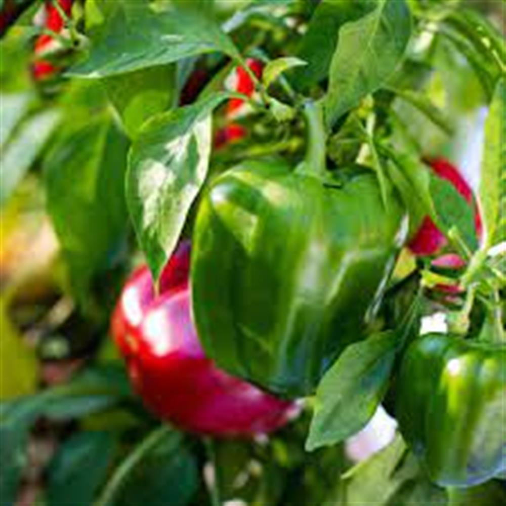 Sweet Bell Pepper Plant