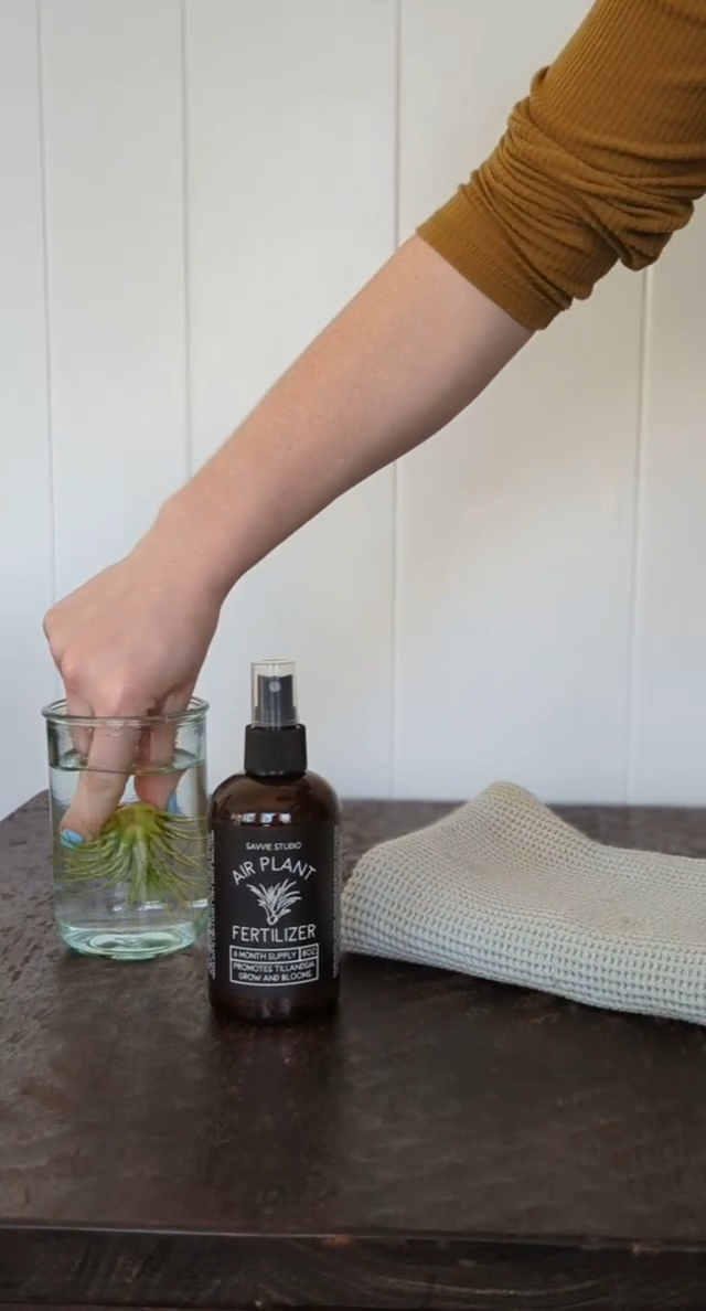Air Plant Fertilizer