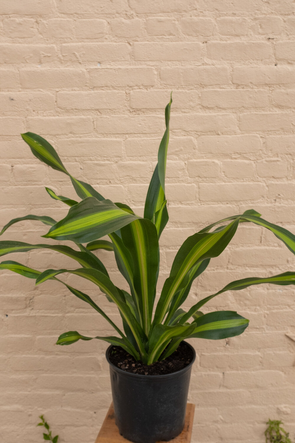 dracaena thick trunk Dracaena 'Giganta' – B.Willow