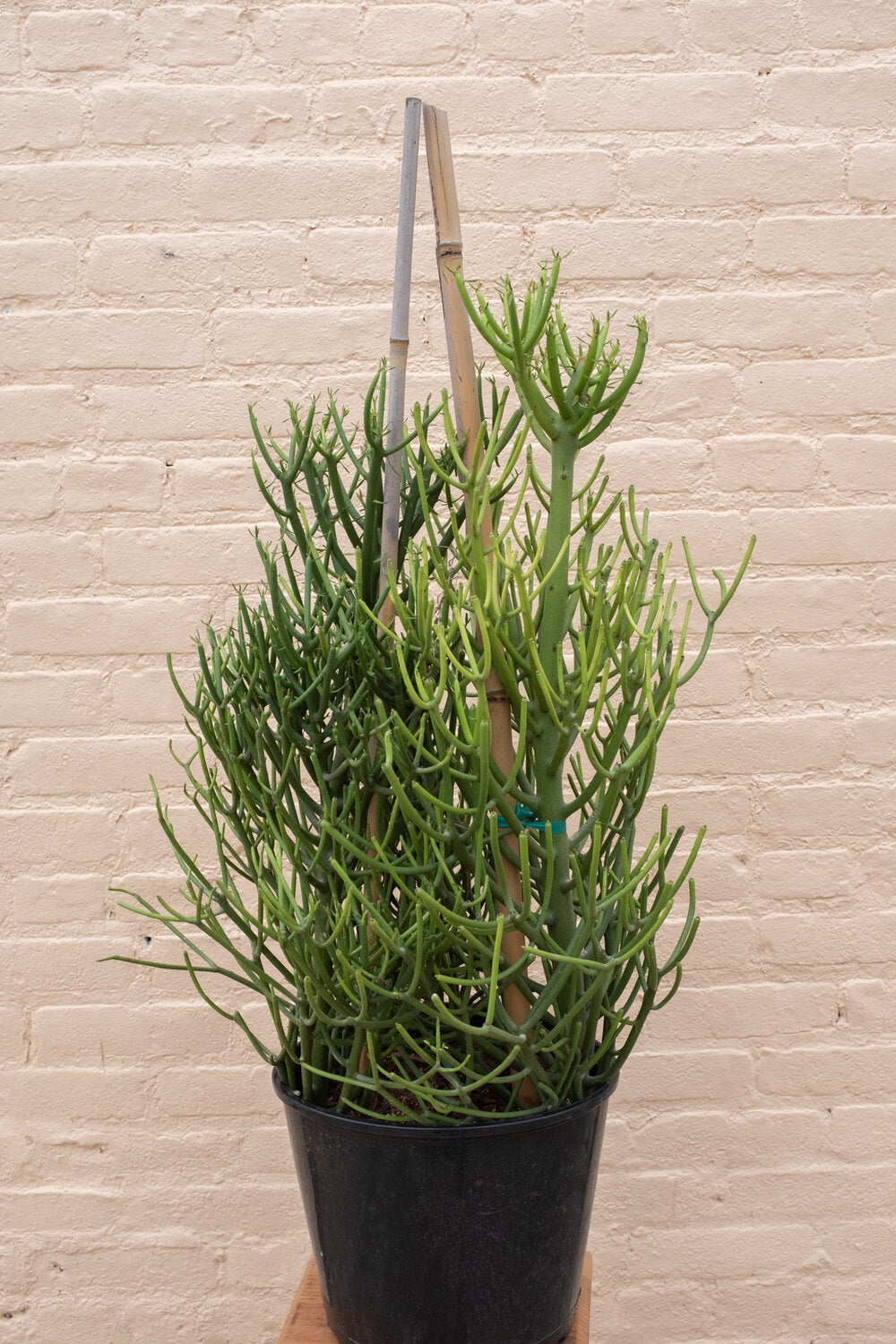 Euphorbia tirucalli 'Pencil Cactus'