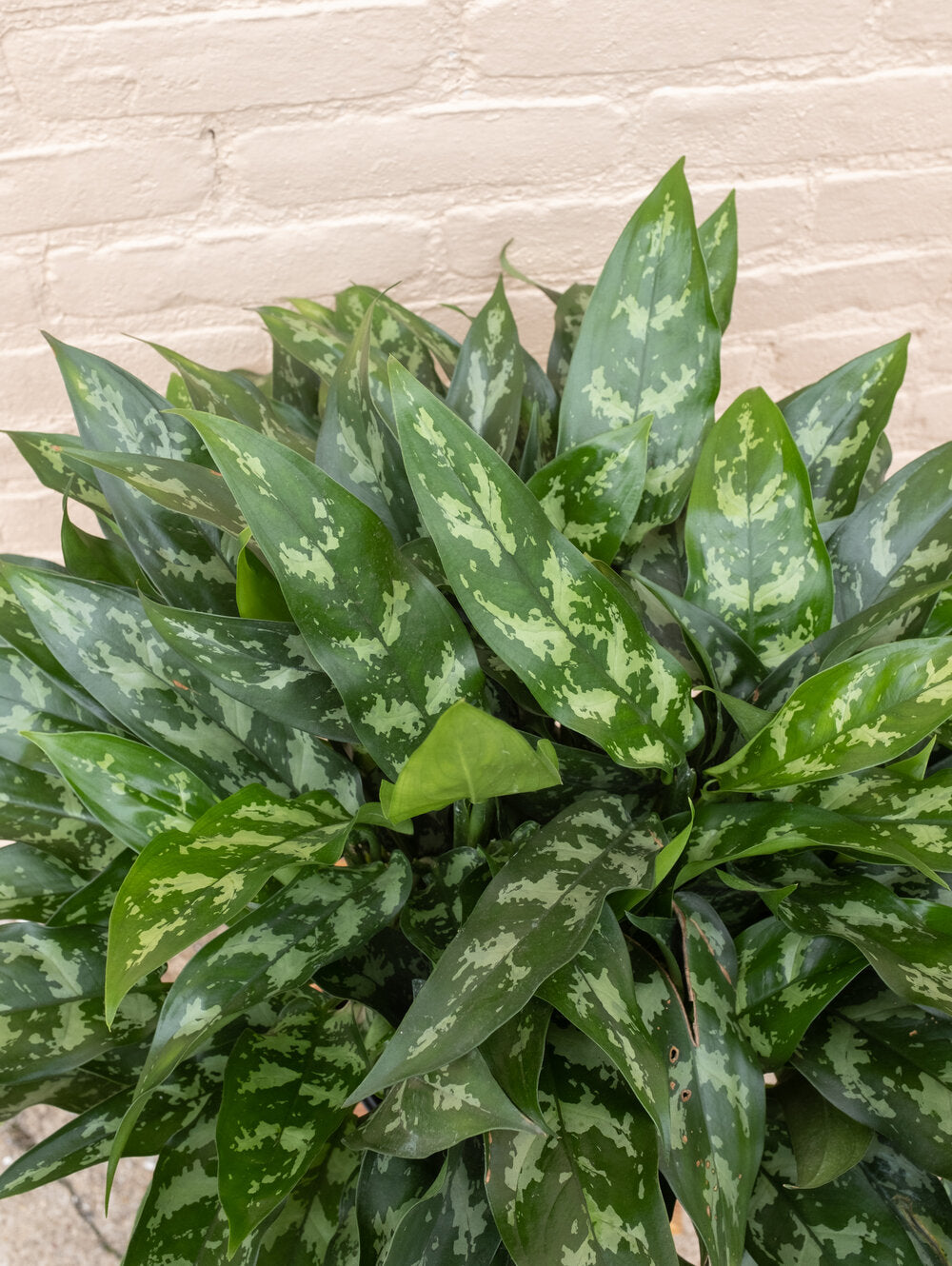 Aglaonema 'Emerald Beauty'