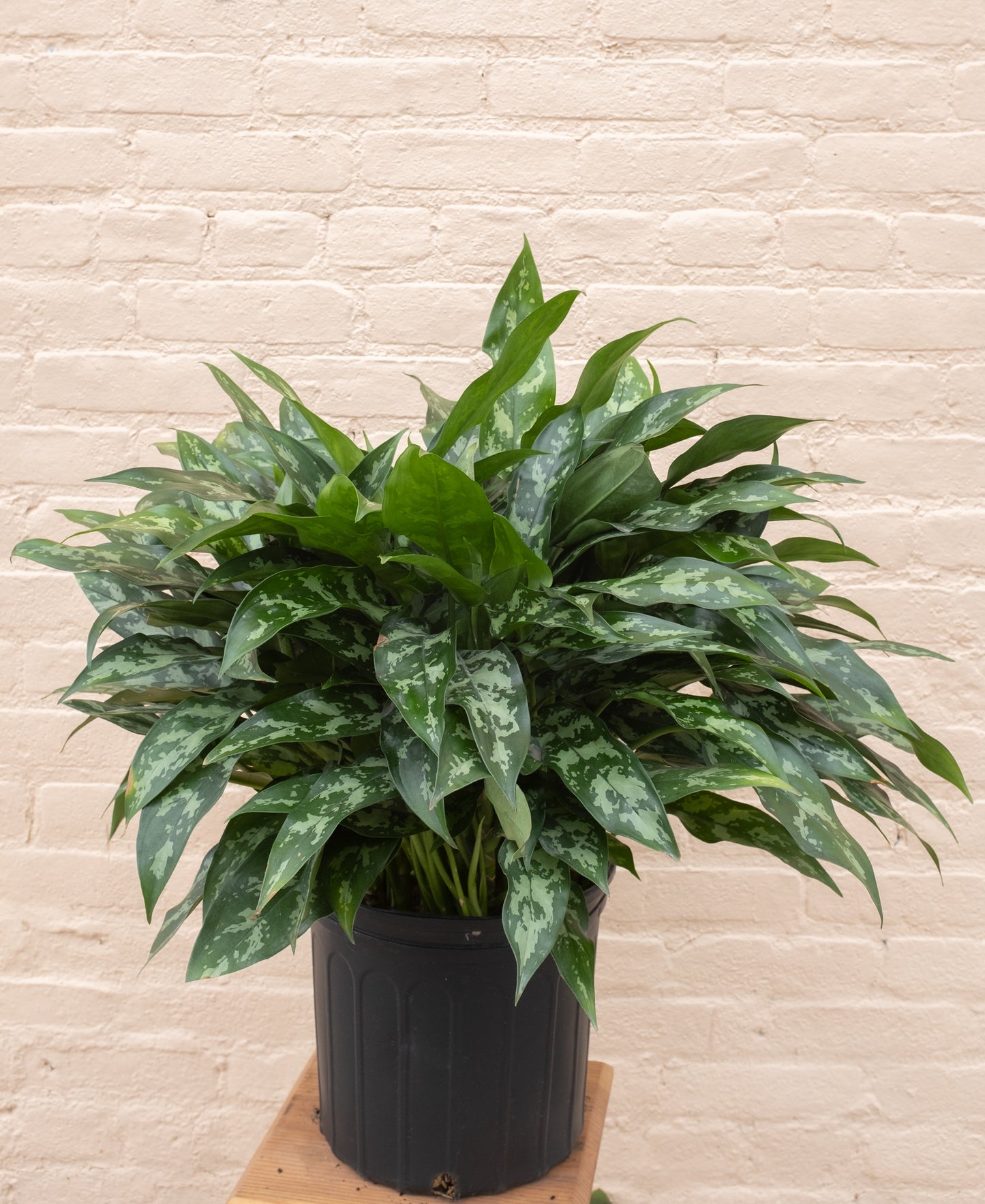 Aglaonema 'Emerald Beauty'