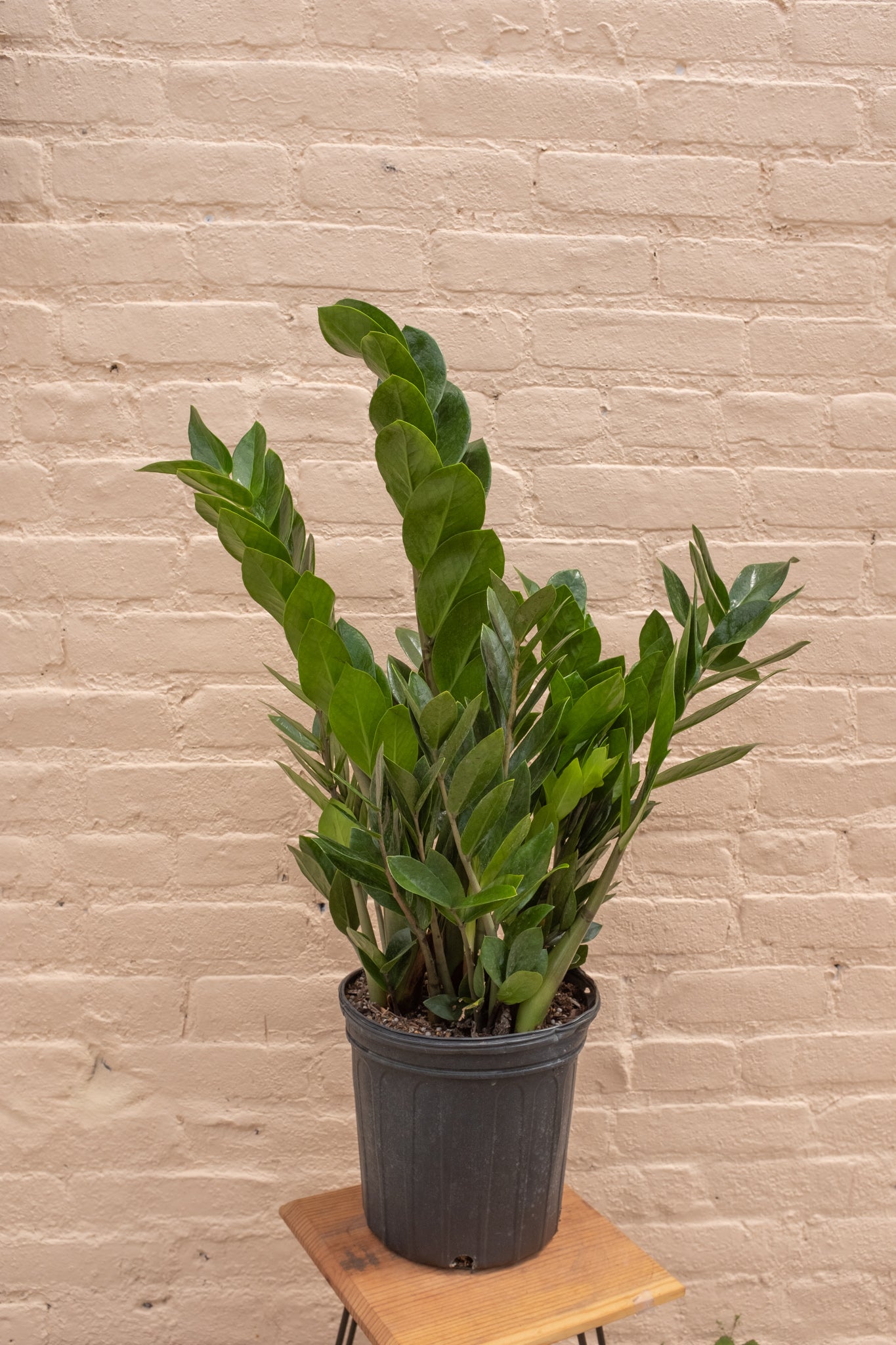 Zamioculcas zamiifolia 'ZZ plant'
