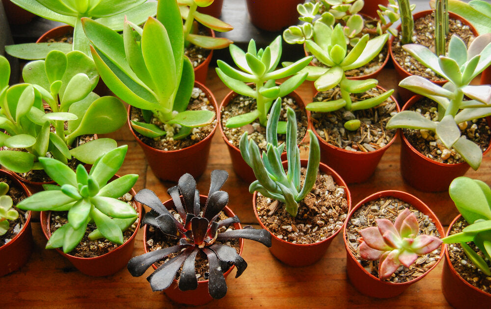 where to buy succulents in bulk near me Assorted Succulents (bulk quantities only)
