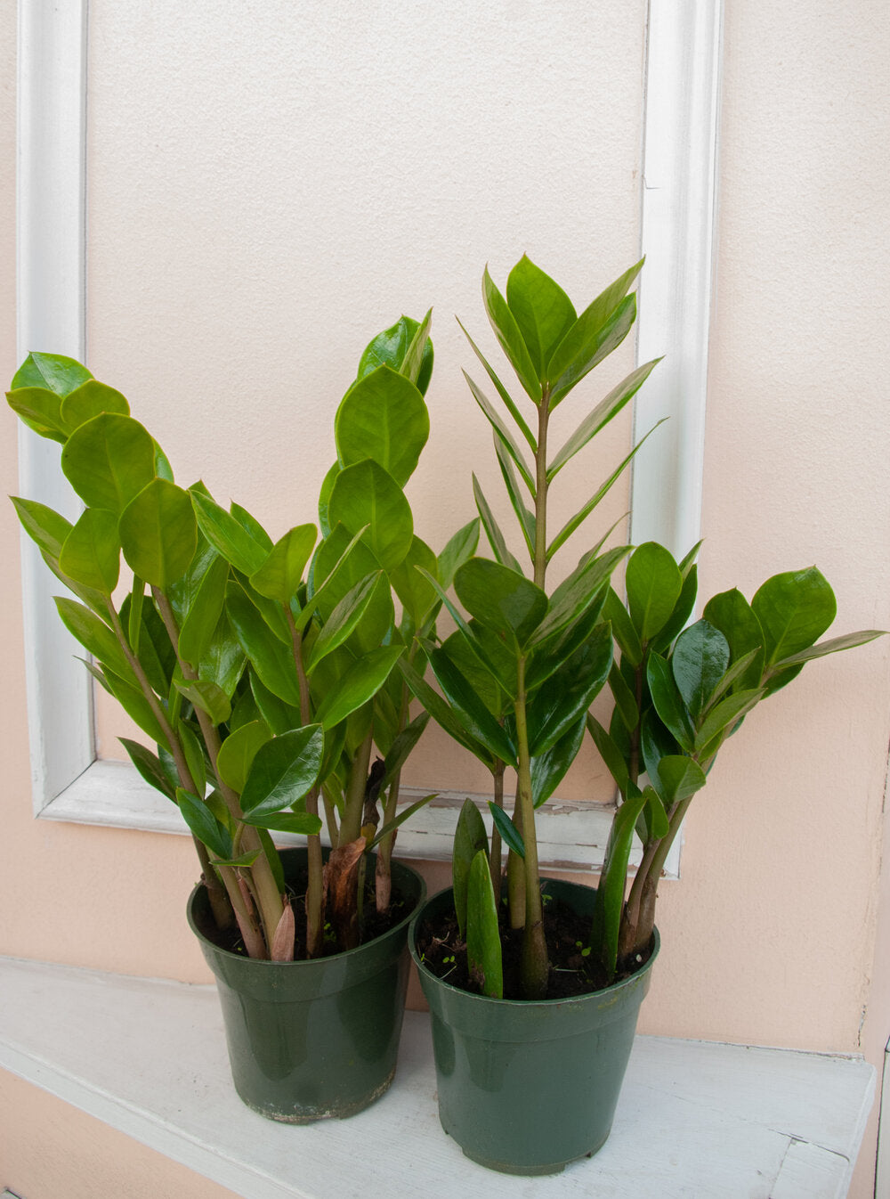 Zamioculcas zamiifolia 'ZZ plant'