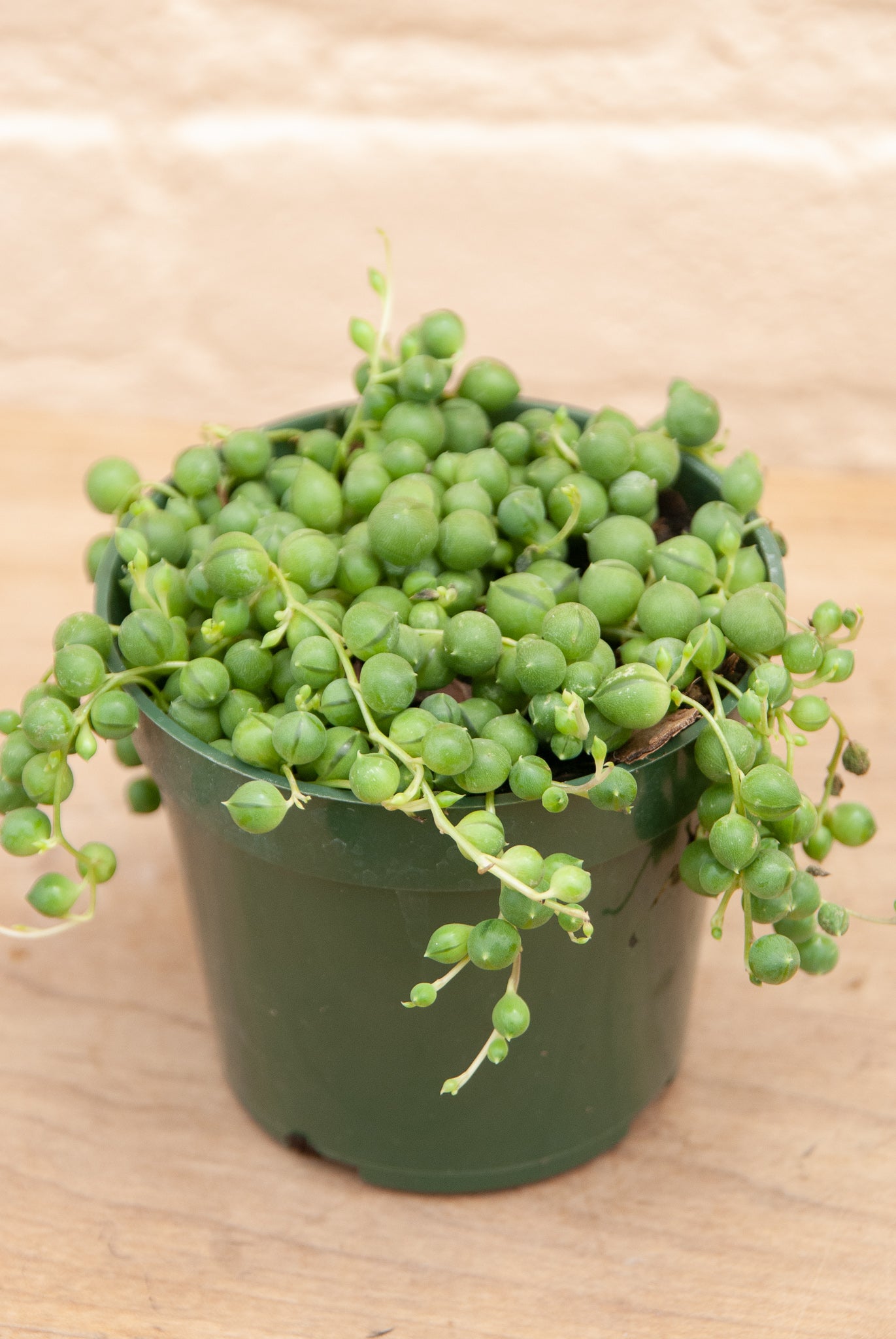 Senecio rowleyanus 'String of Pearls'