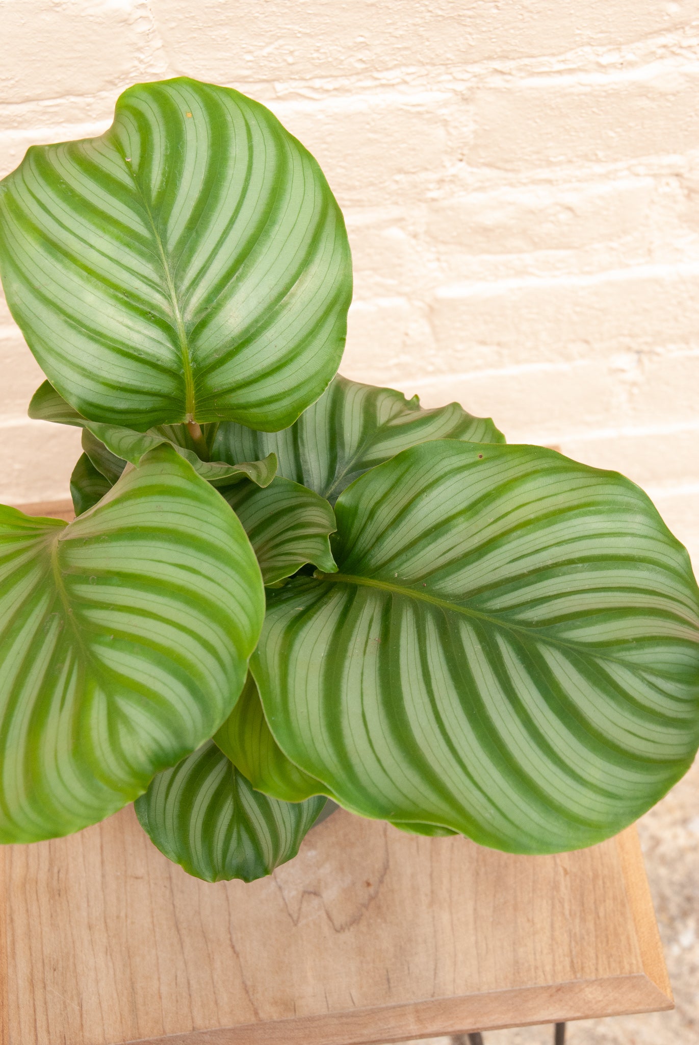 Goeppertia orbifolia 'Round-Leaf Calathea'