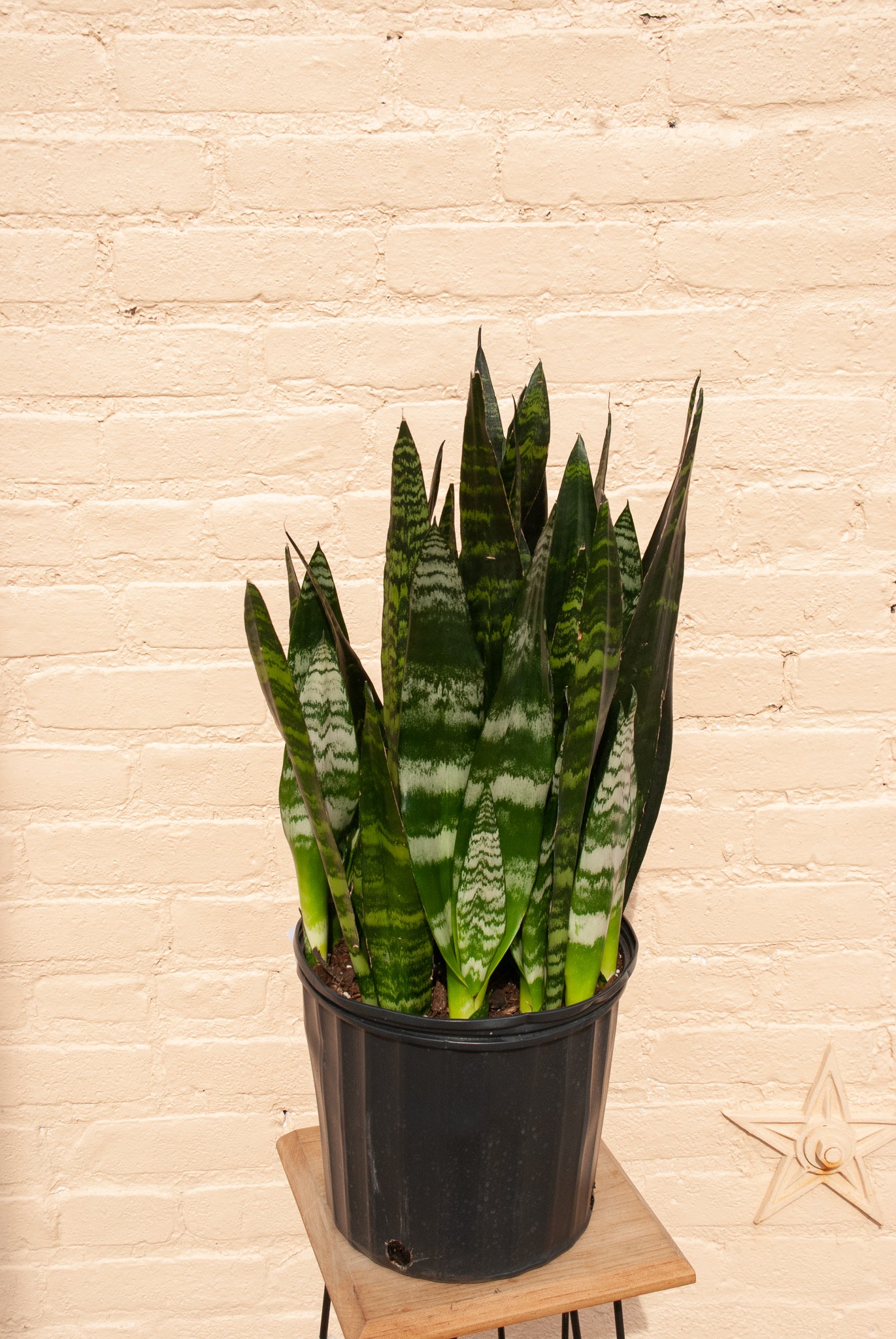 Sansevieria trifasciata Black Coral