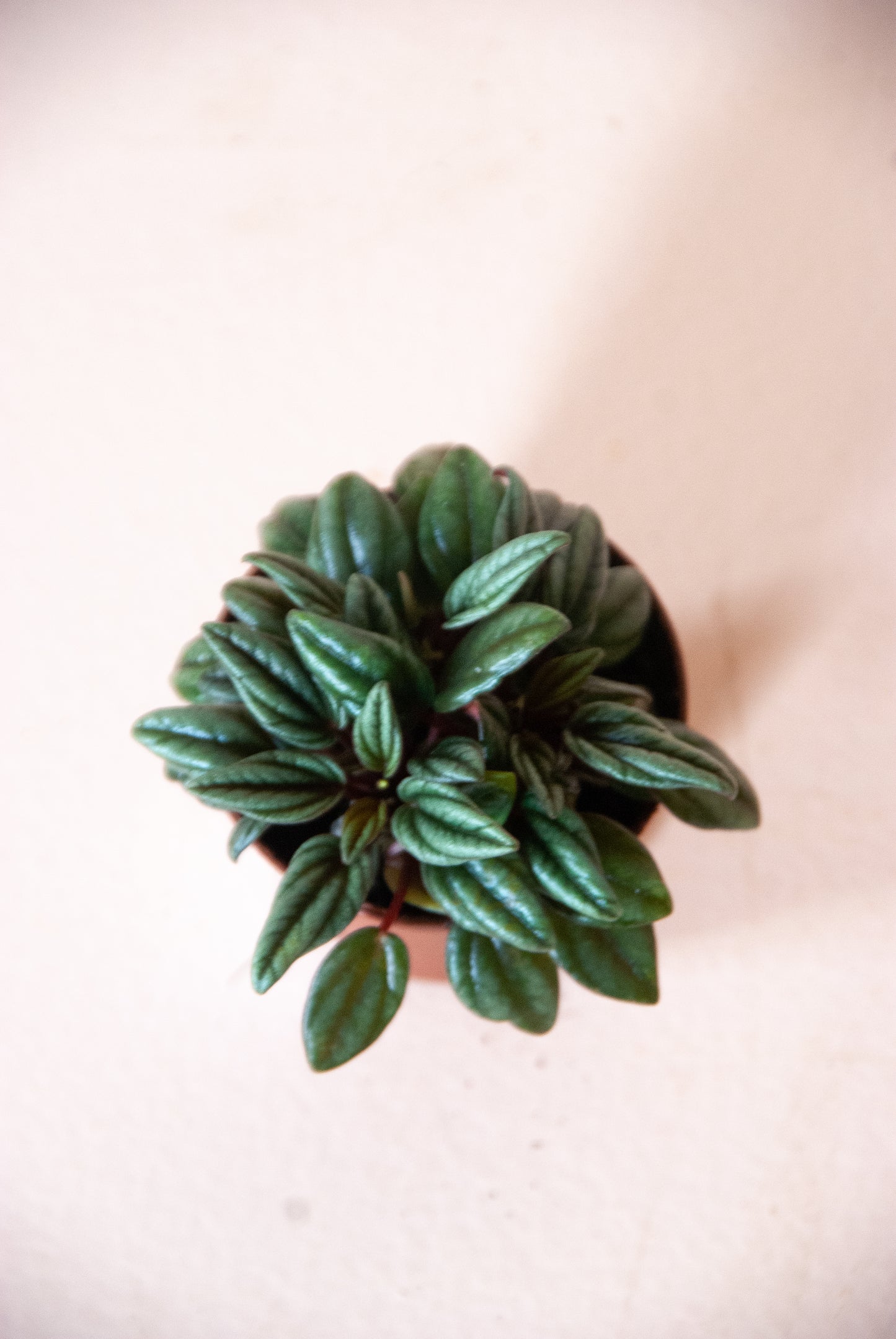 Peperomia caperata